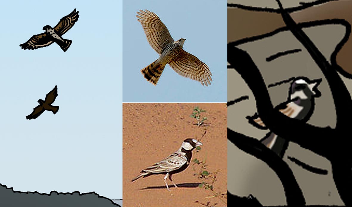 Birds accurate to the regional context