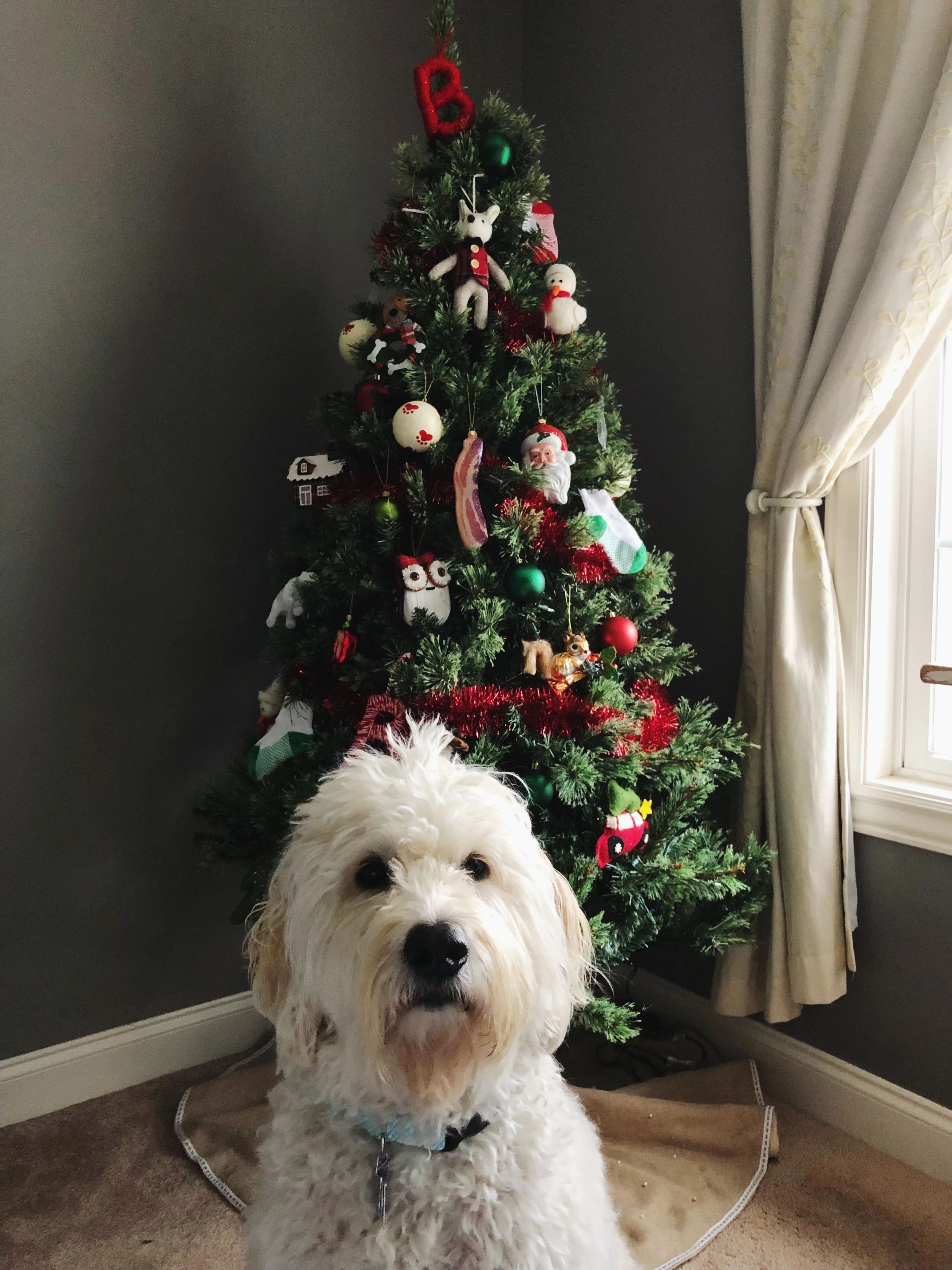 Bernie’s Big Christmas Tree Reveal (and some Christmas Playlists)