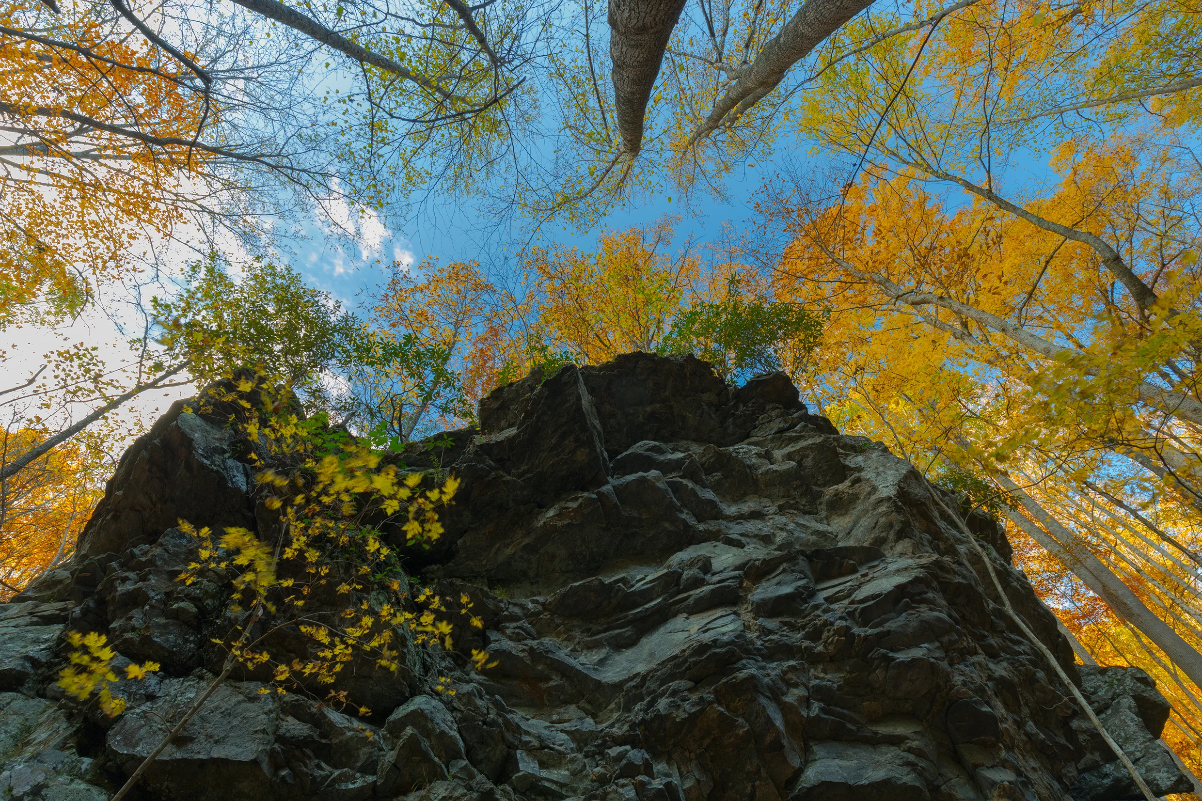 Augustus_Rushing-Nature_Photography-Virgunia_Rosenbert