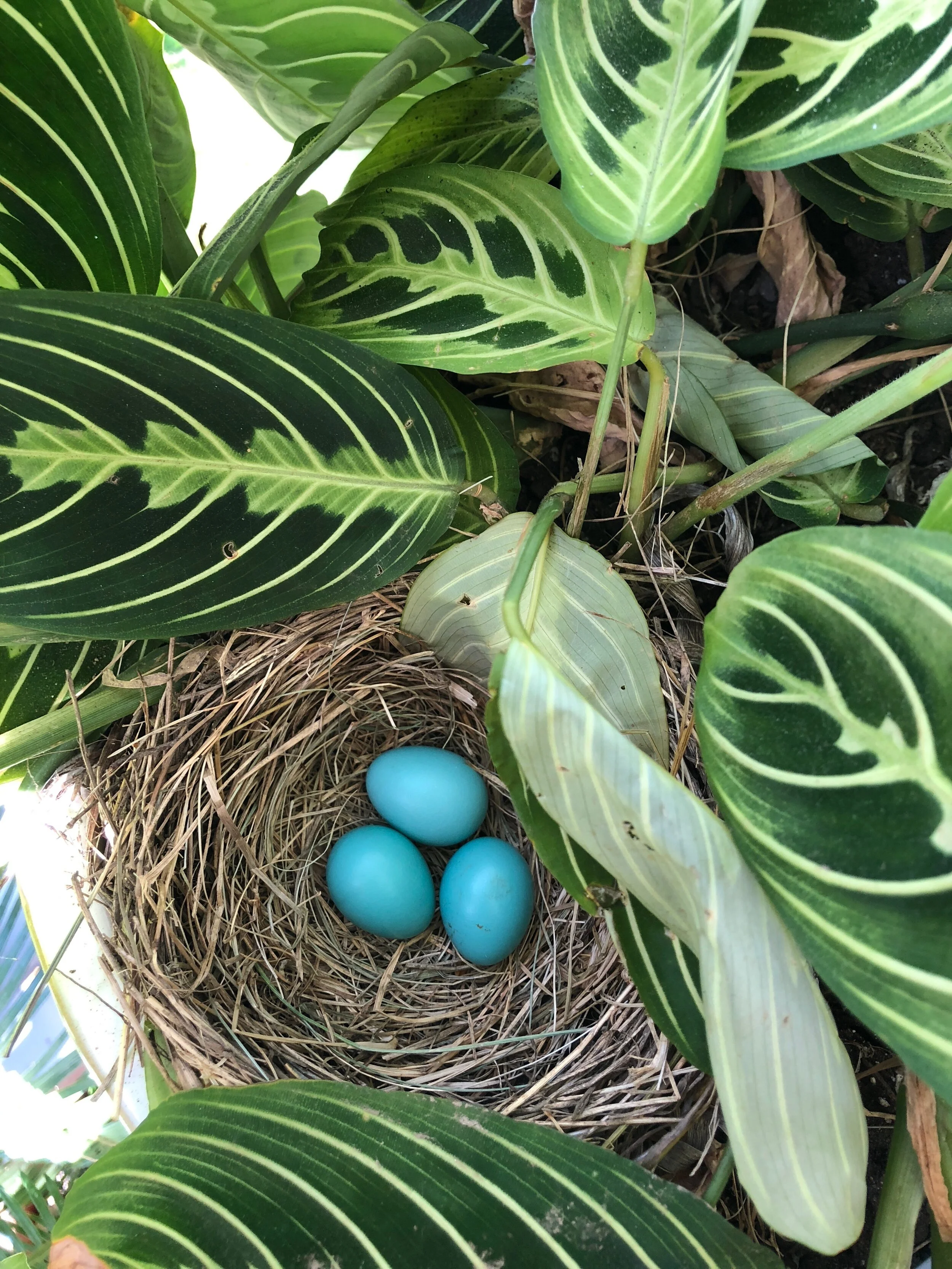 Full Moon in Scorpio