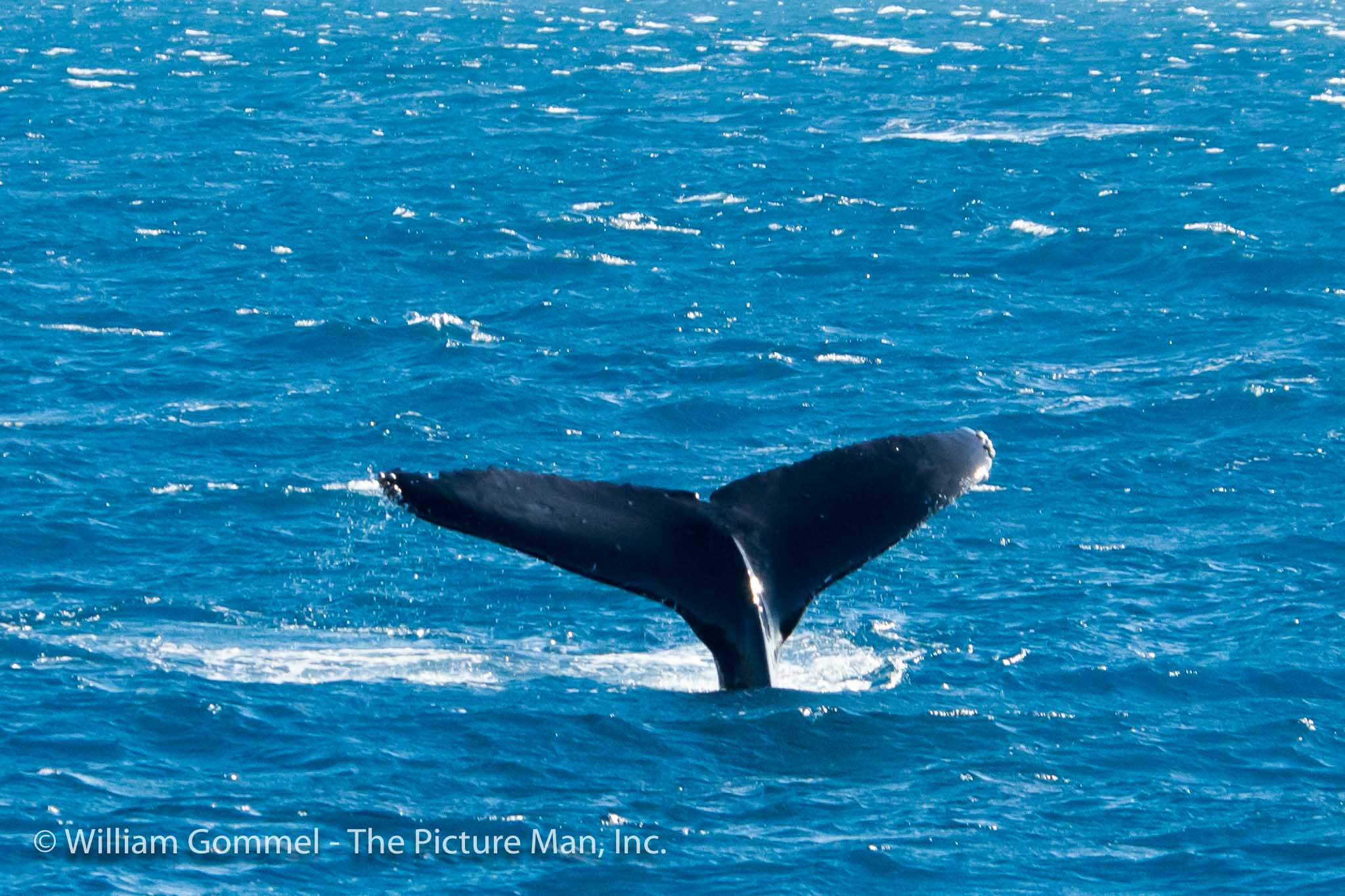 One of the shots you see in all the shops and on the postcards is the "tail shot." The top image is of the whale going away from the boat while the bottom image is of a whale come towards the boat. The underside of the body and tail have white marking on them. Each whale's marking are different, so the researchers can track specific whales by studying these markings. Our captain said he hates to see tails because it means that the whale is diving and probably will be down for some time...not good for the whale watching business. I was glad I got to see tails today as in my last whale watching trip I did not see any so no "tail shot" in my library.