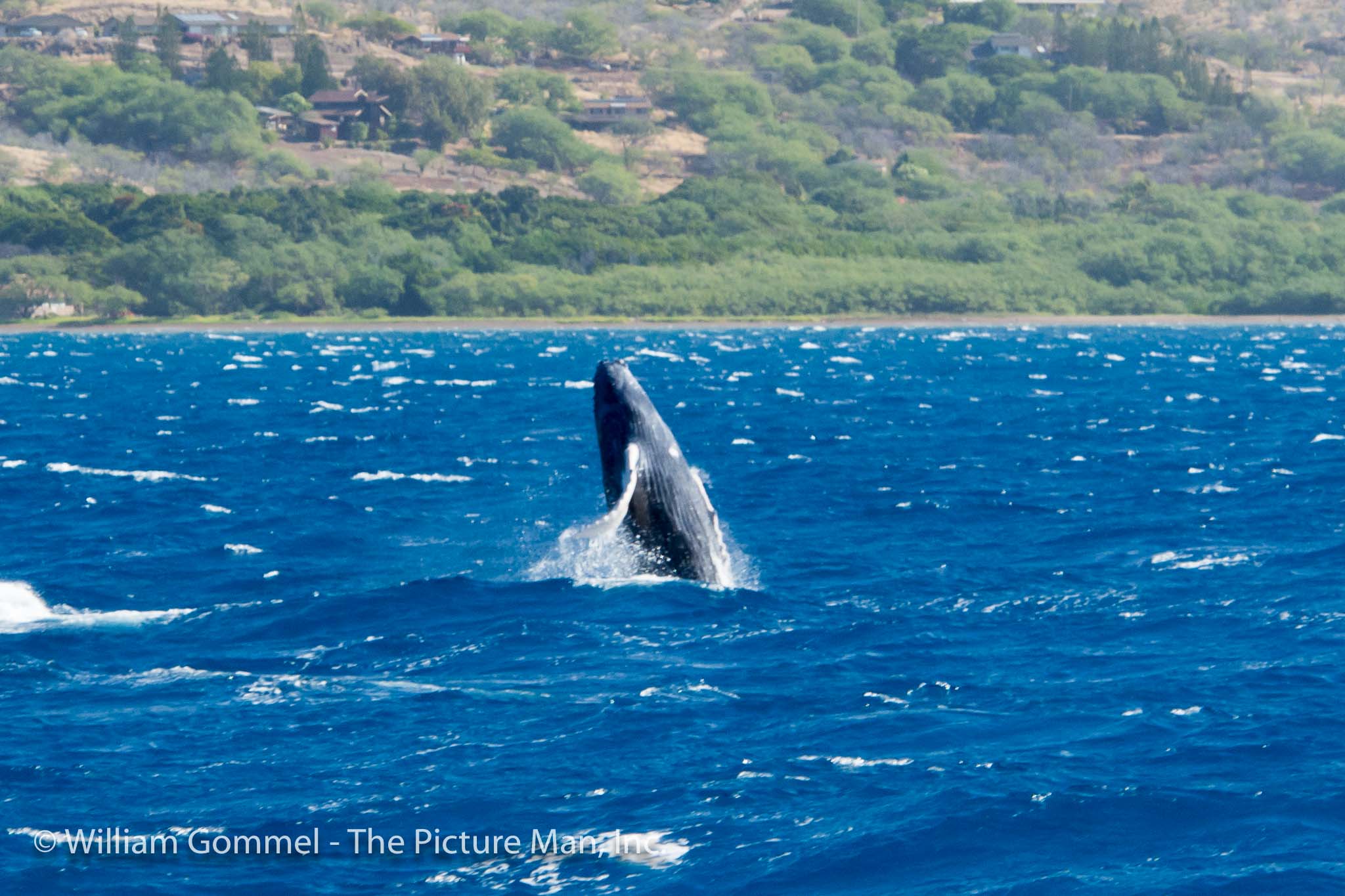 the other shot you see all the time is the "breech." this is where the whale propels itself out of the water and then comes crashing down with a huge splash.