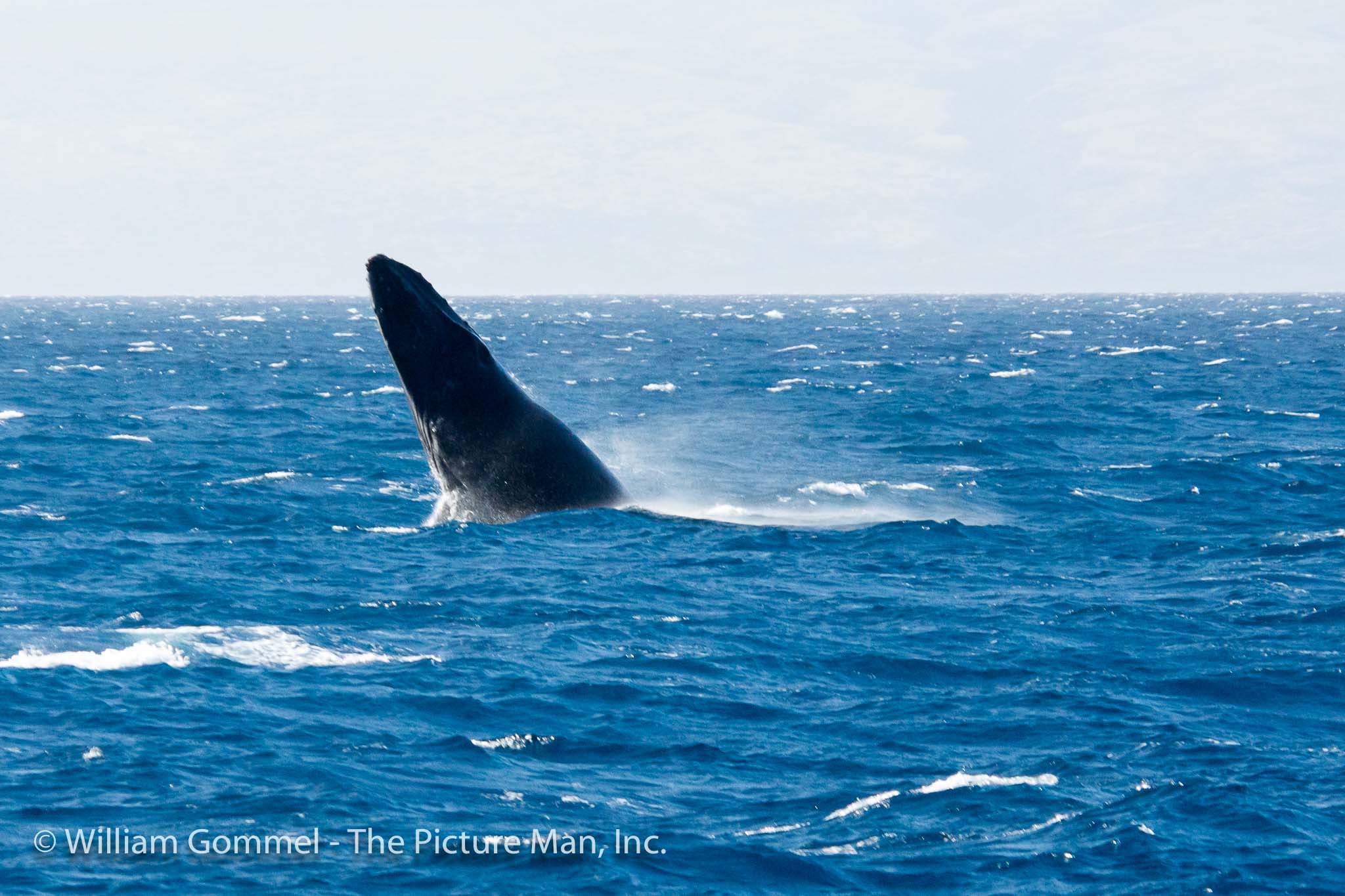 I always hope for a whale to breech and then come back for a few more, but this seldom happens. So you hope that you are ready when it does happen.