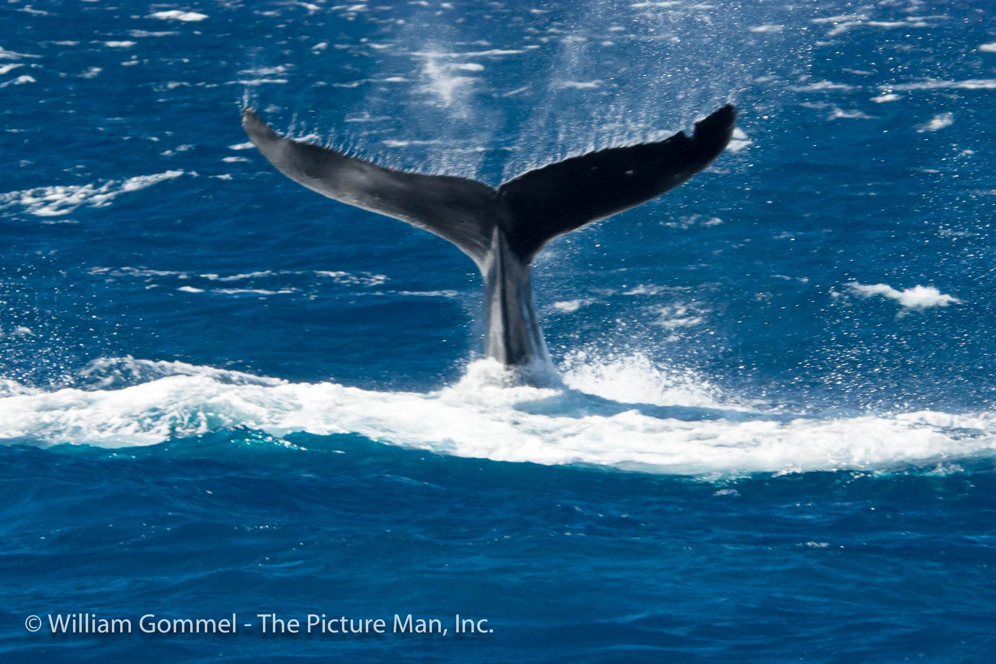 What another tail shot? Yes it is a tail, but this whale is doing a "tail slap." The whale has lifted it's tail out of the water and is whinging it down to slap the water (Note the water flinging off the top of the tail.) The resultant thump can be heard for miles and it is believed they do it as a warning to others in the area.
