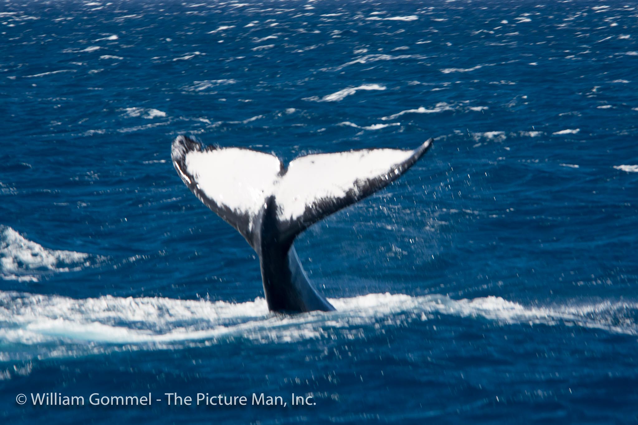 This particular whale put on quite a show for us for several minutes. He first was on his back (top image) as the black was visible. The bottom image he is on his stomach just lifting the tail and slapping it down. I took a video in hopes of capturing the loud thumping when the tail crashed down, but it was too windy so ally hear is the wind howling. But the video still portrays the force they create.