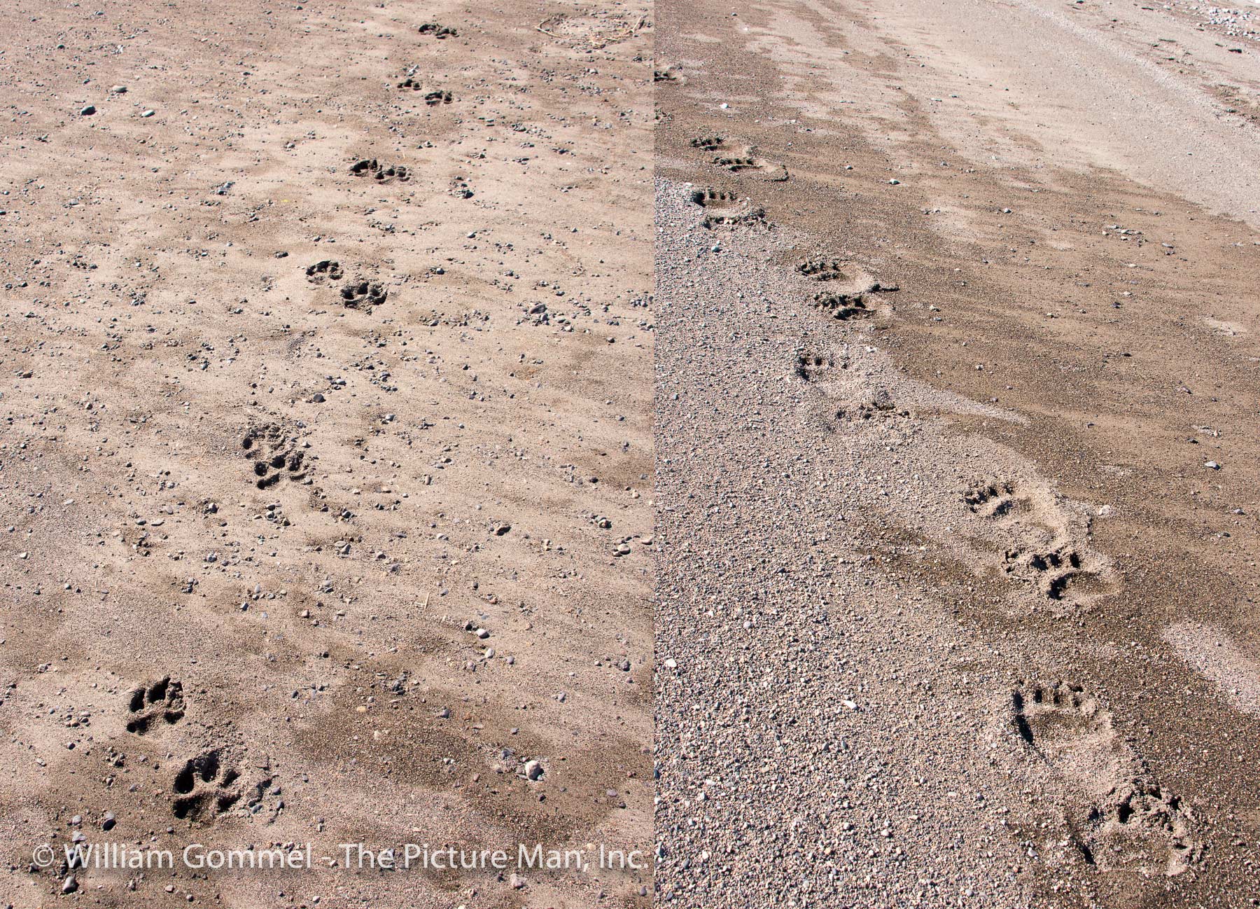 I wish I had something to put besides these tracks to give them scale as they were huge. The wolf was about the size of my fist with just the ends of the fingers bent over. The bear was probably the size of my size 10 boot. The guide said that this wolf had to be big as he was sinking into the sand so deep.