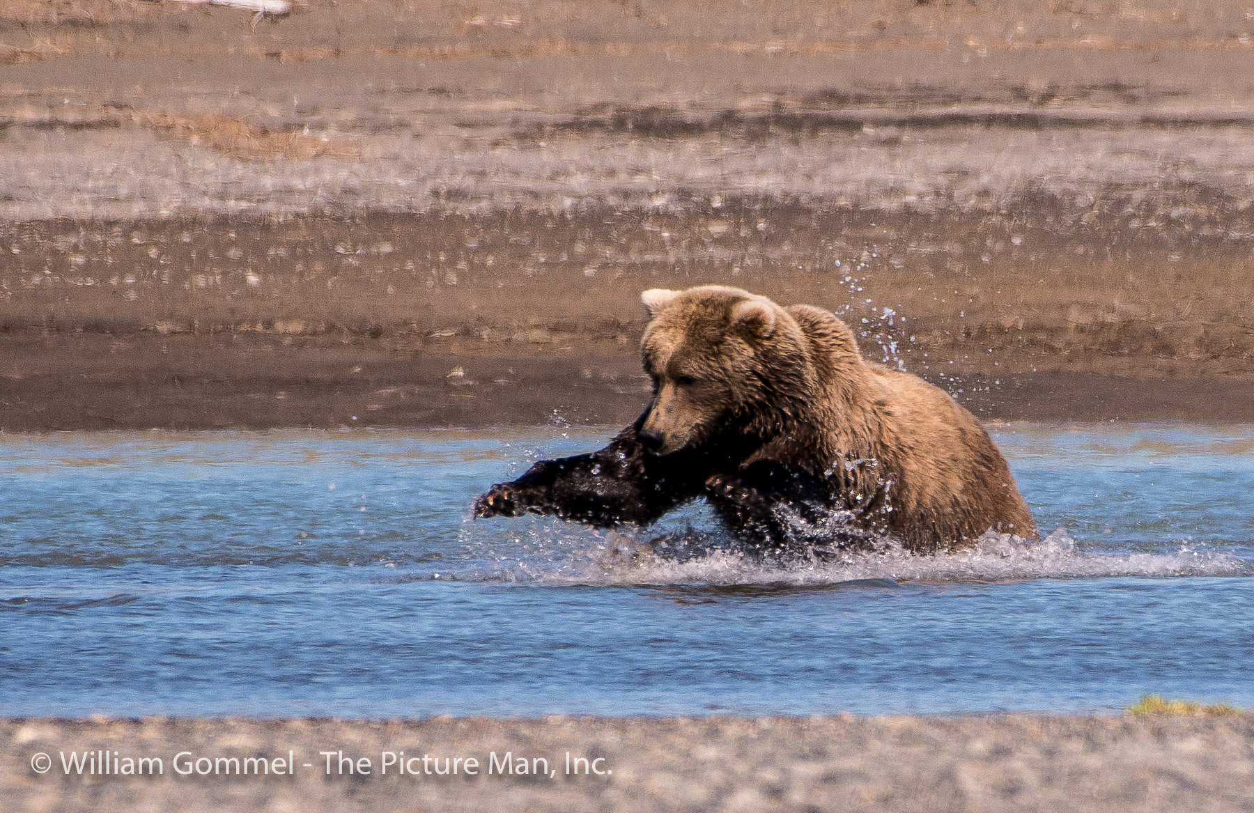 Then she would start running toward the fish. These salmon are powerful and fast swimmers. If you have ever tried to catch a fish with your hands you know how fast a fish can be. These salmon are strong swimmers.