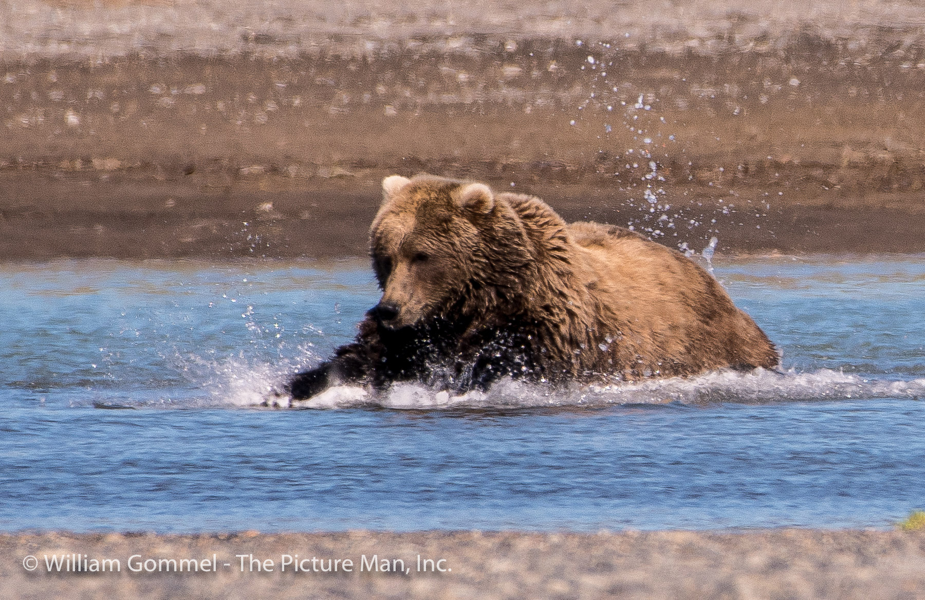 After a quick chase, she would pounce like a cat on the fish. It was amazing to see such a large animal be so agile and quick. I realized that if one was ever chasing me I was toast as there is no way one could ever outrun a bear.