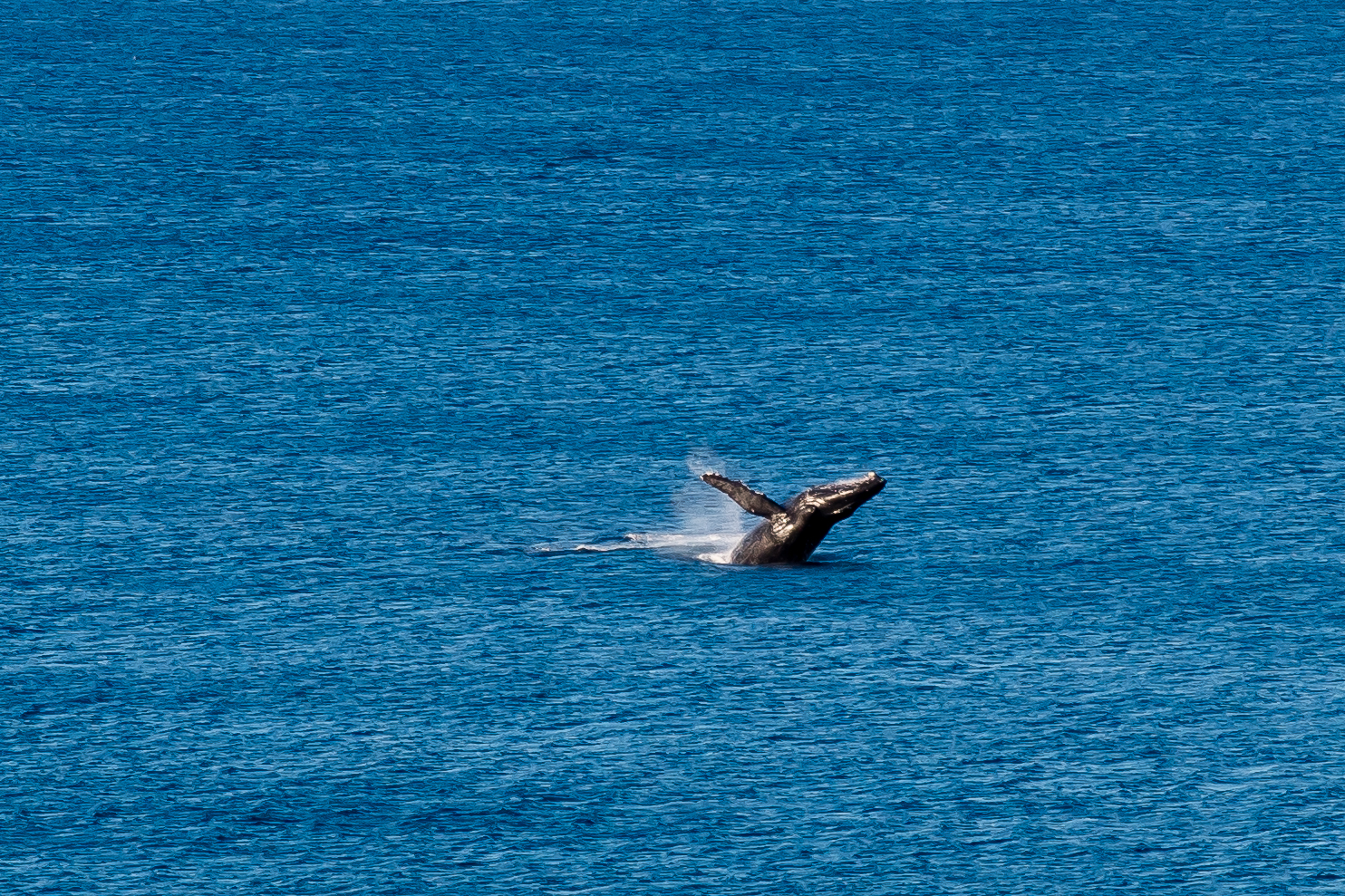 Breeching whale as seen from the hotel balcony-this is mom teaching the breeching technique.