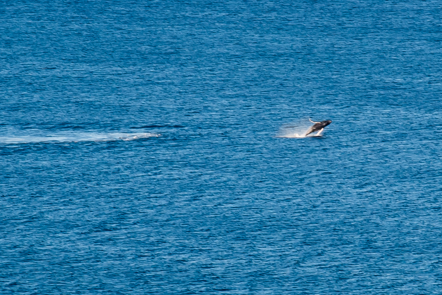 Baby Whale breech-mom is flowing close behind.