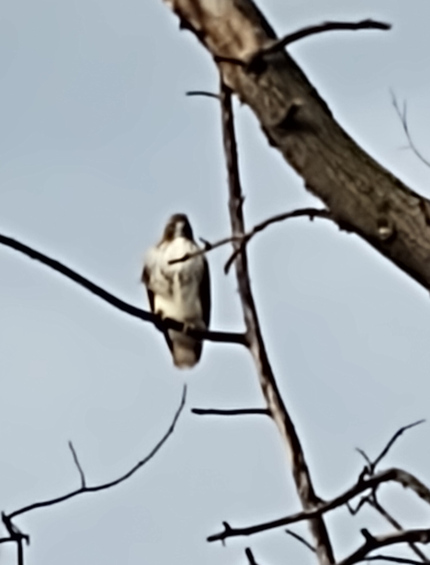 NYC-Redtail-RiversidePark-2021Jan.jpg