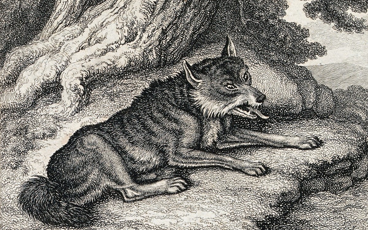 WolfFable-Etching-WellcomeV0021602-PD-cropt.jpg