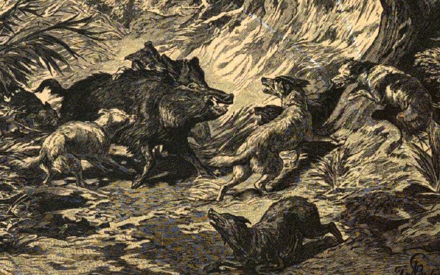 Dogs attacking a wild boar, from Eine Orientreise, 1881