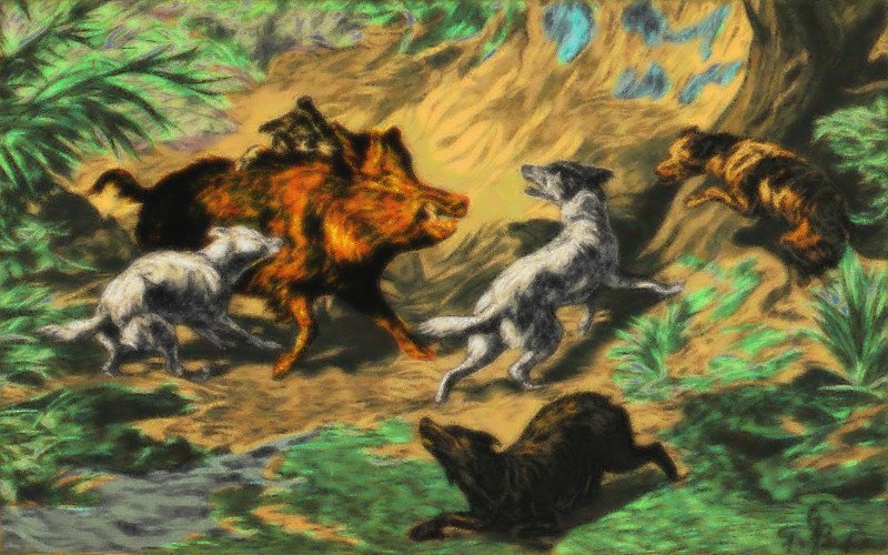 Dogs attacking a wild boar 2