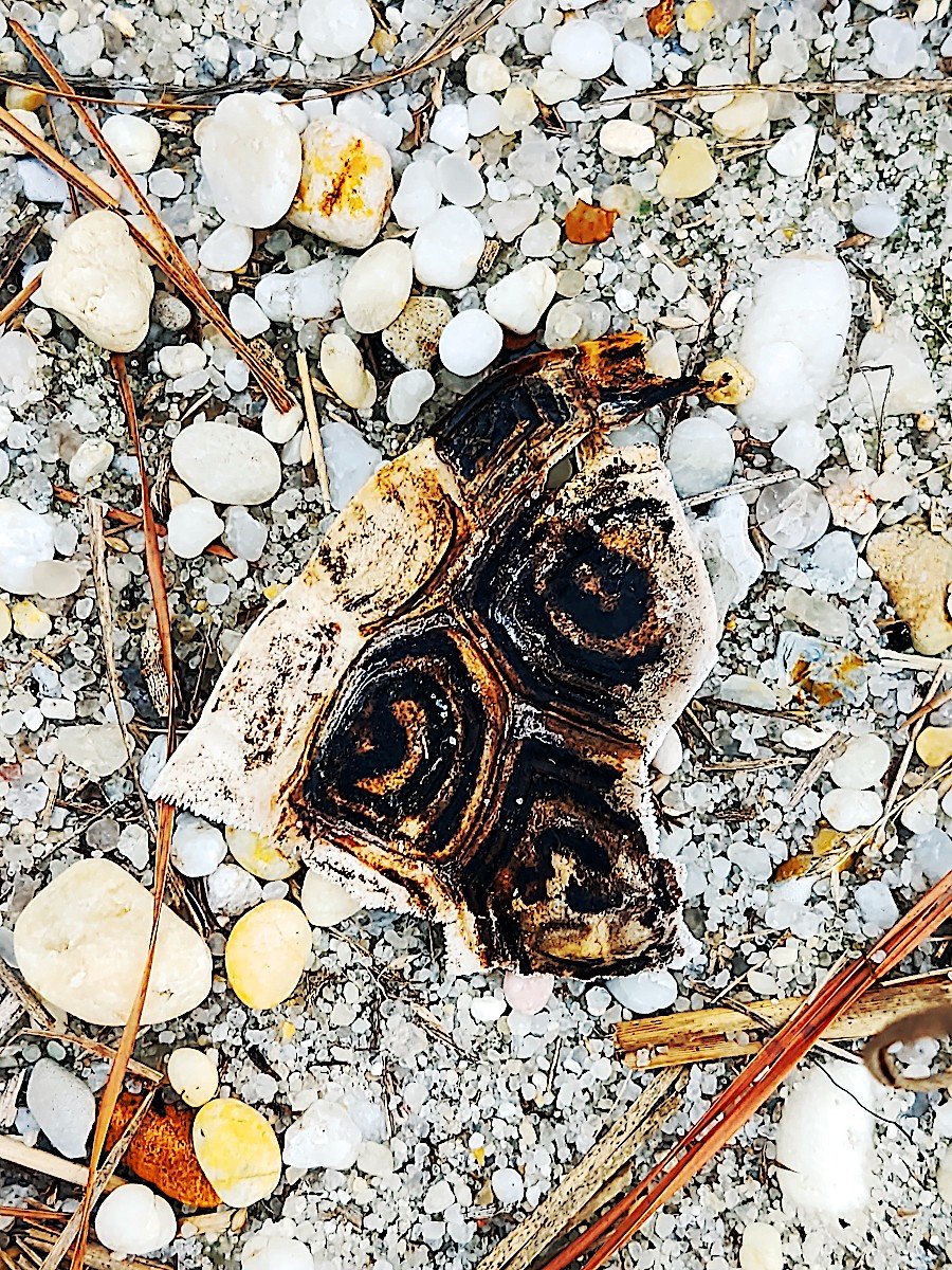 findings, tortoise shell, gems