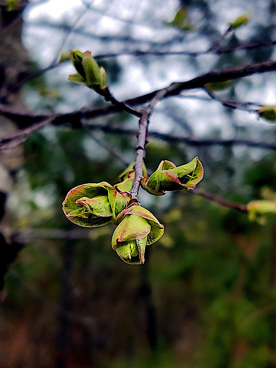 sign of spring