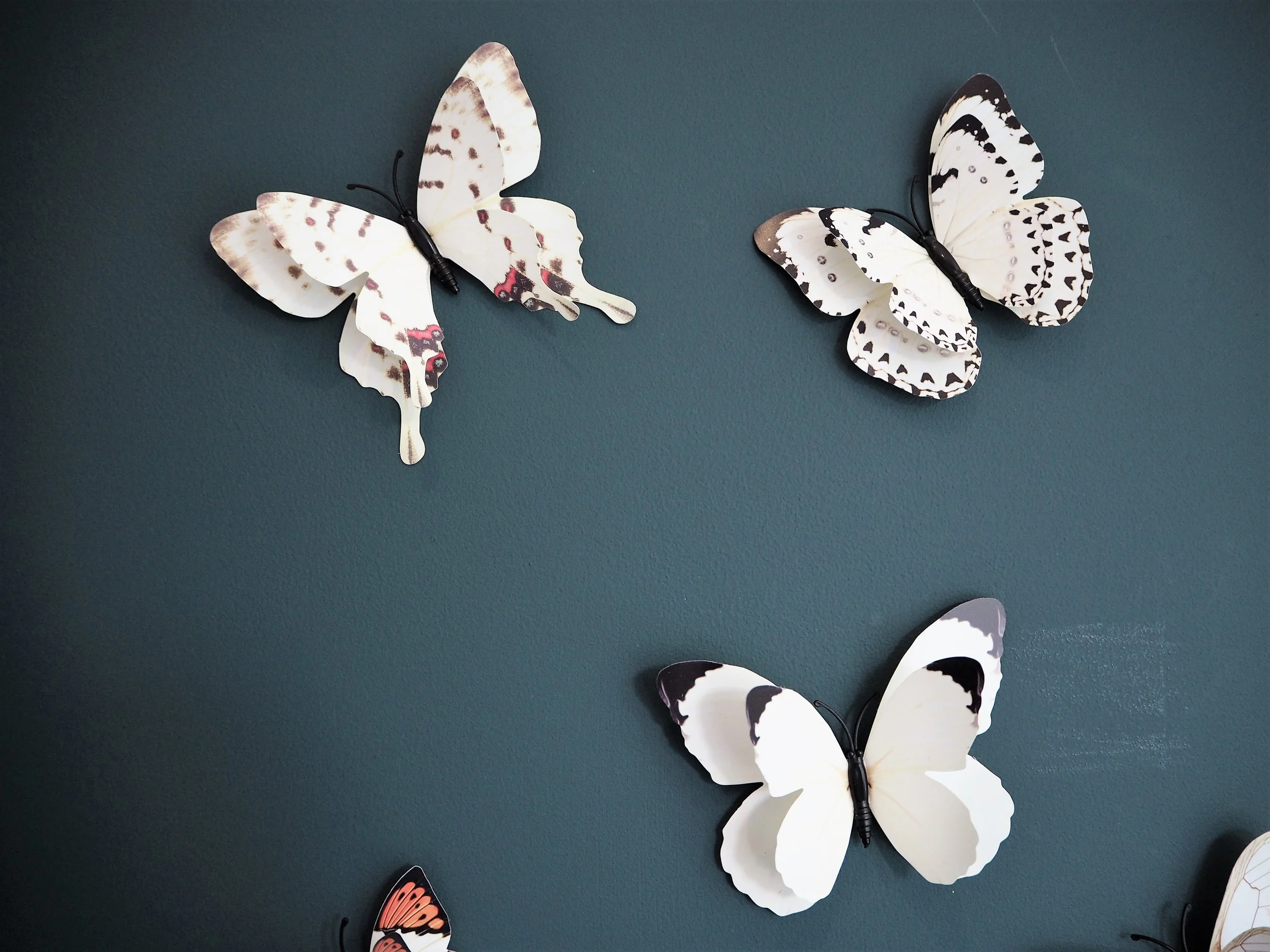 butterflies.jpg
