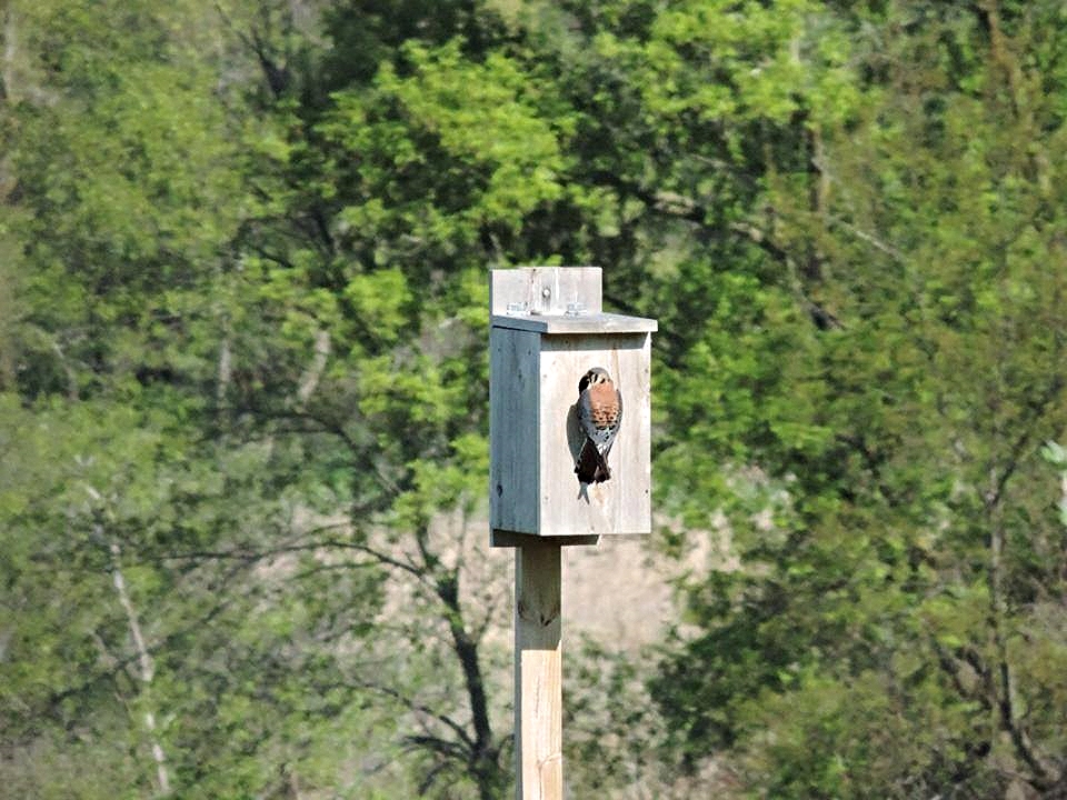 Kestrel at one of our nesting boxes.