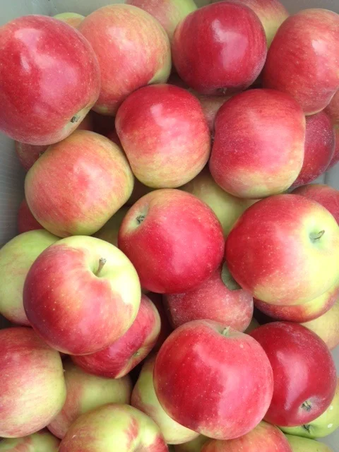 Apples Door Creek Orchard