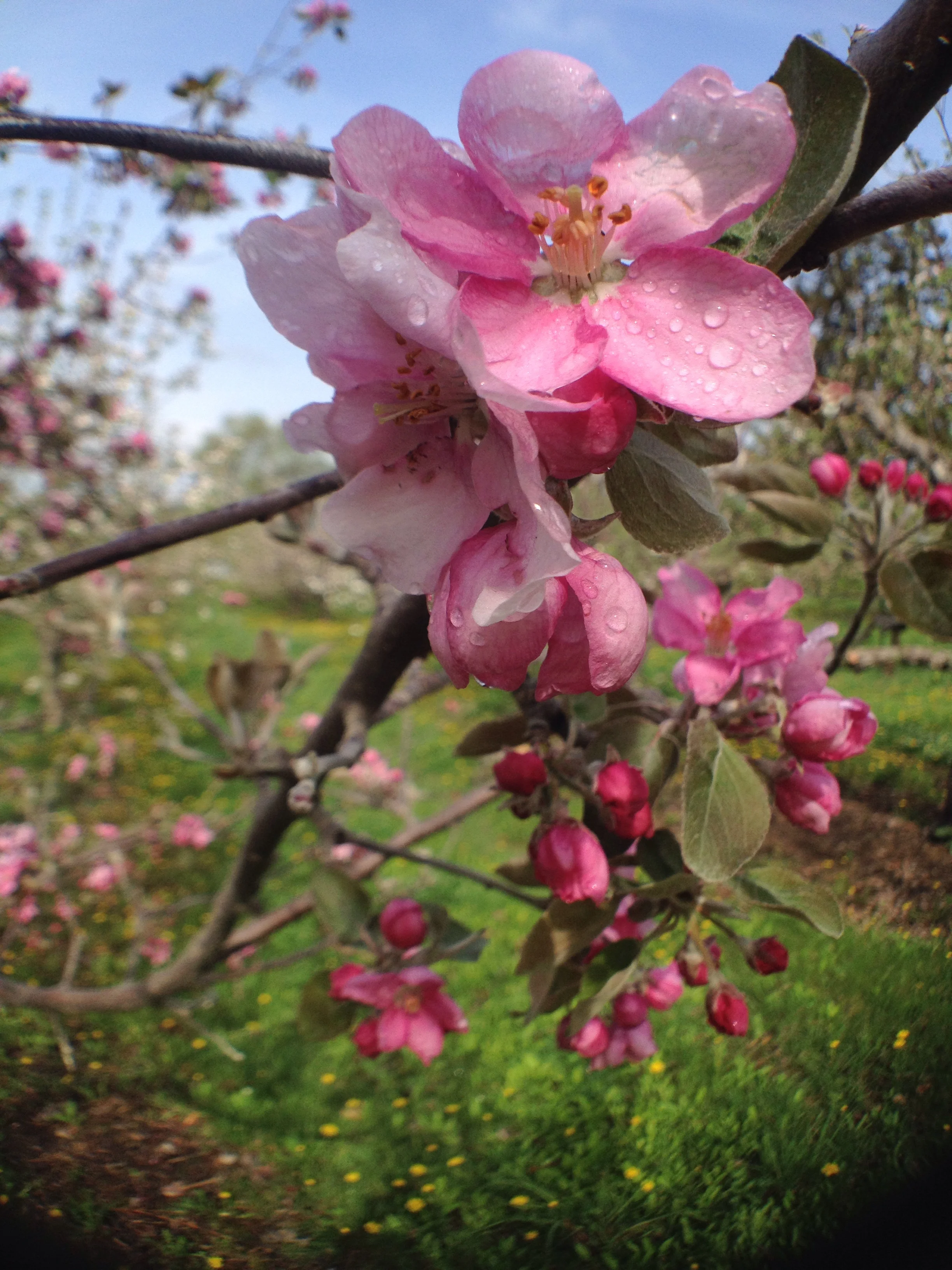 Door Creek Orchard