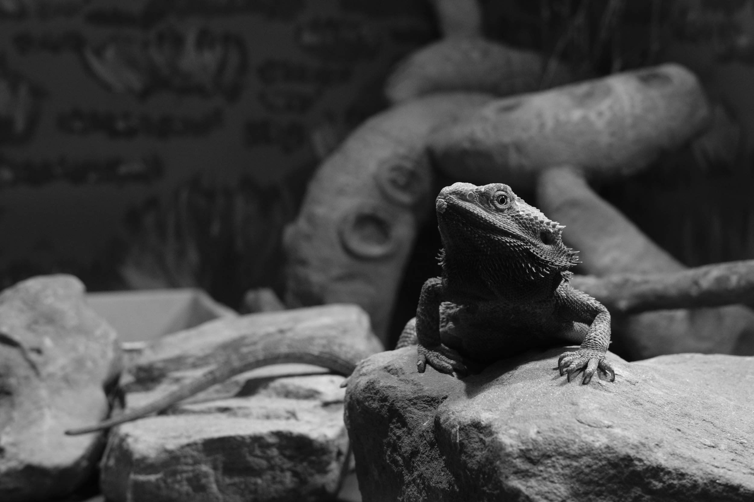 Black & White Lizard at Eshottheugh Animal Park, Northumberland