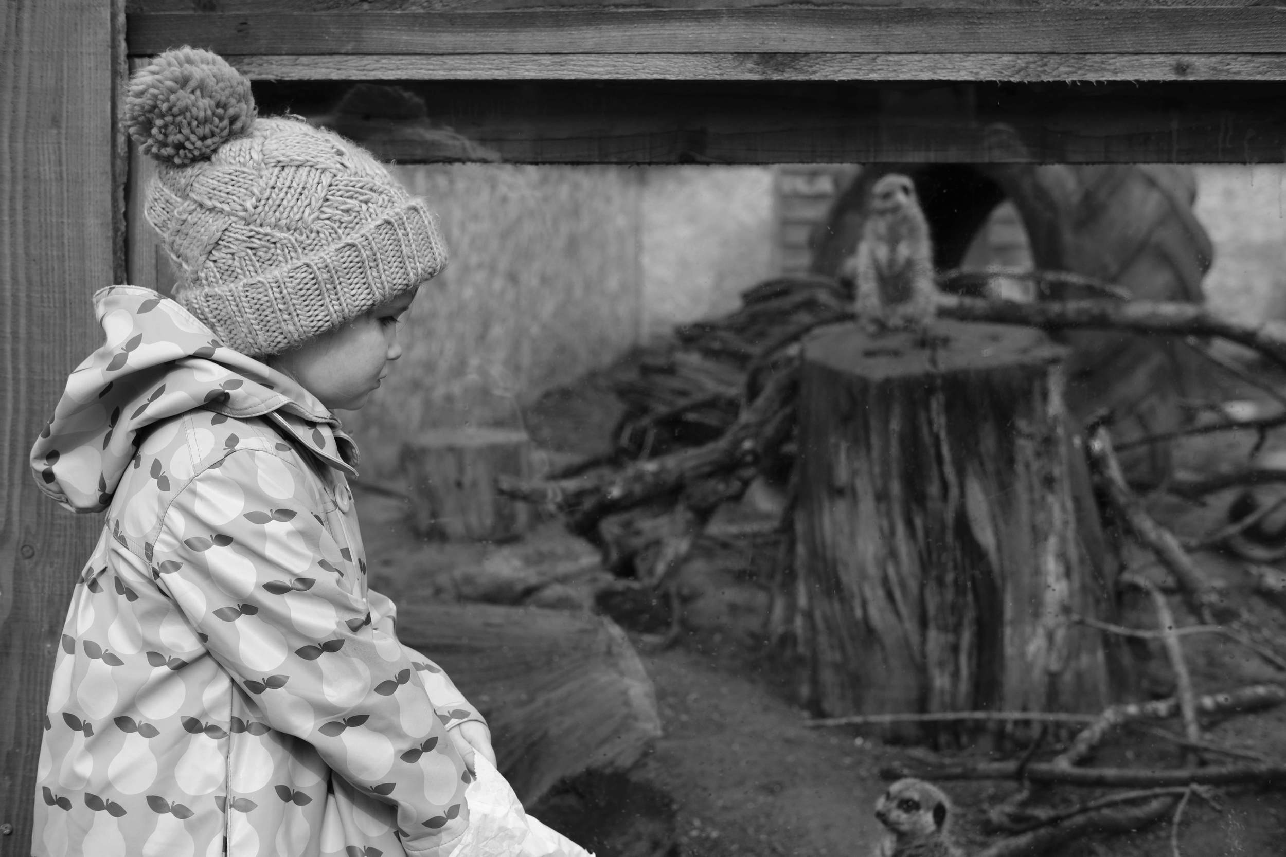 Audrey outside Meerkat enclosure at Eshottheugh Animal Park, Northumberland