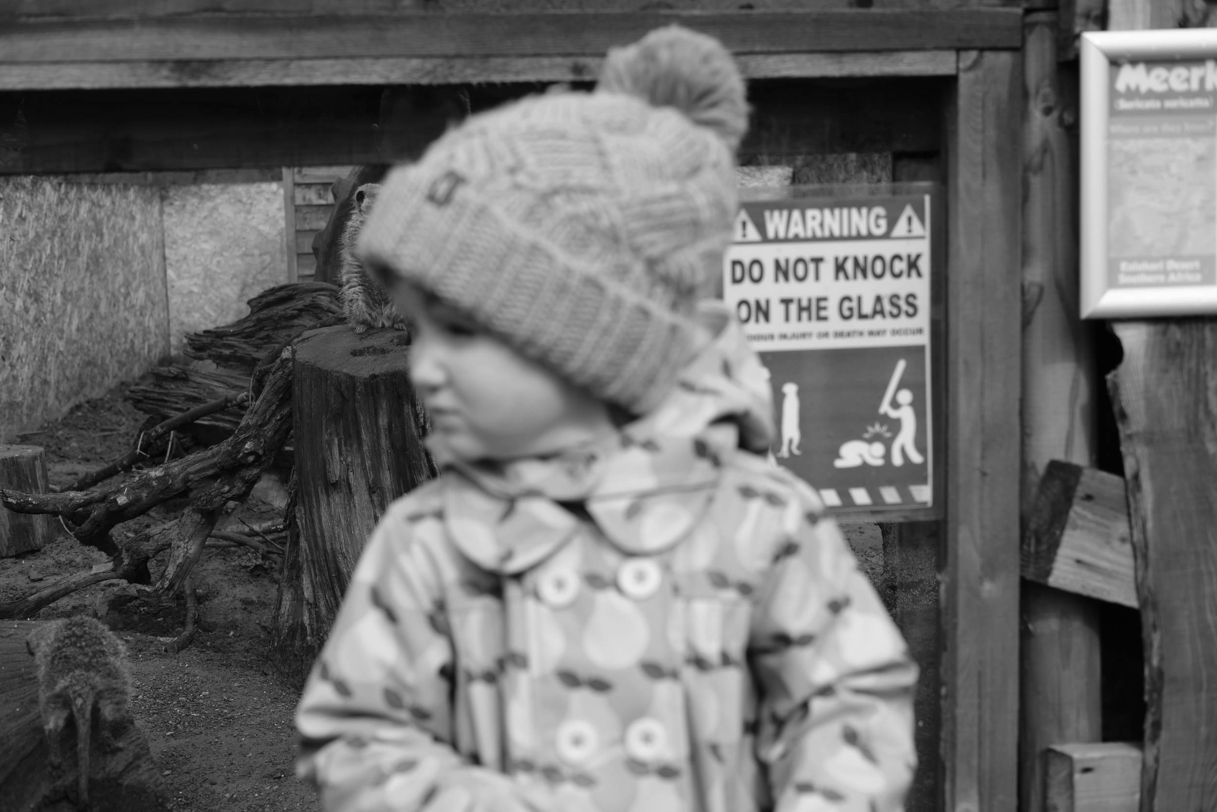 Audrey at Meerkat enclosure at Eshottheugh Animal Park, Northumberland
