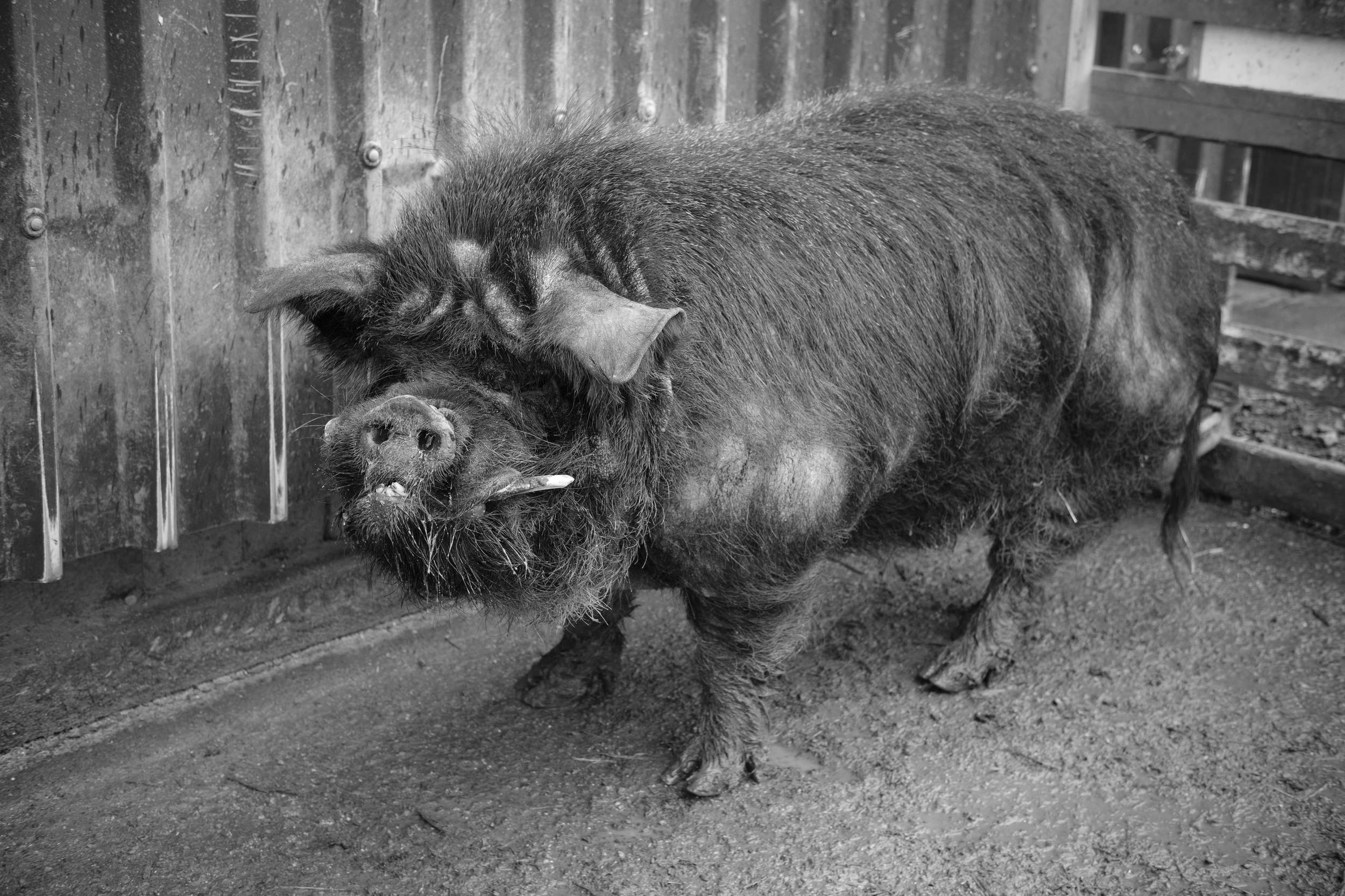 Black and White male pig at Eshottheugh Animal Park, Northumberland