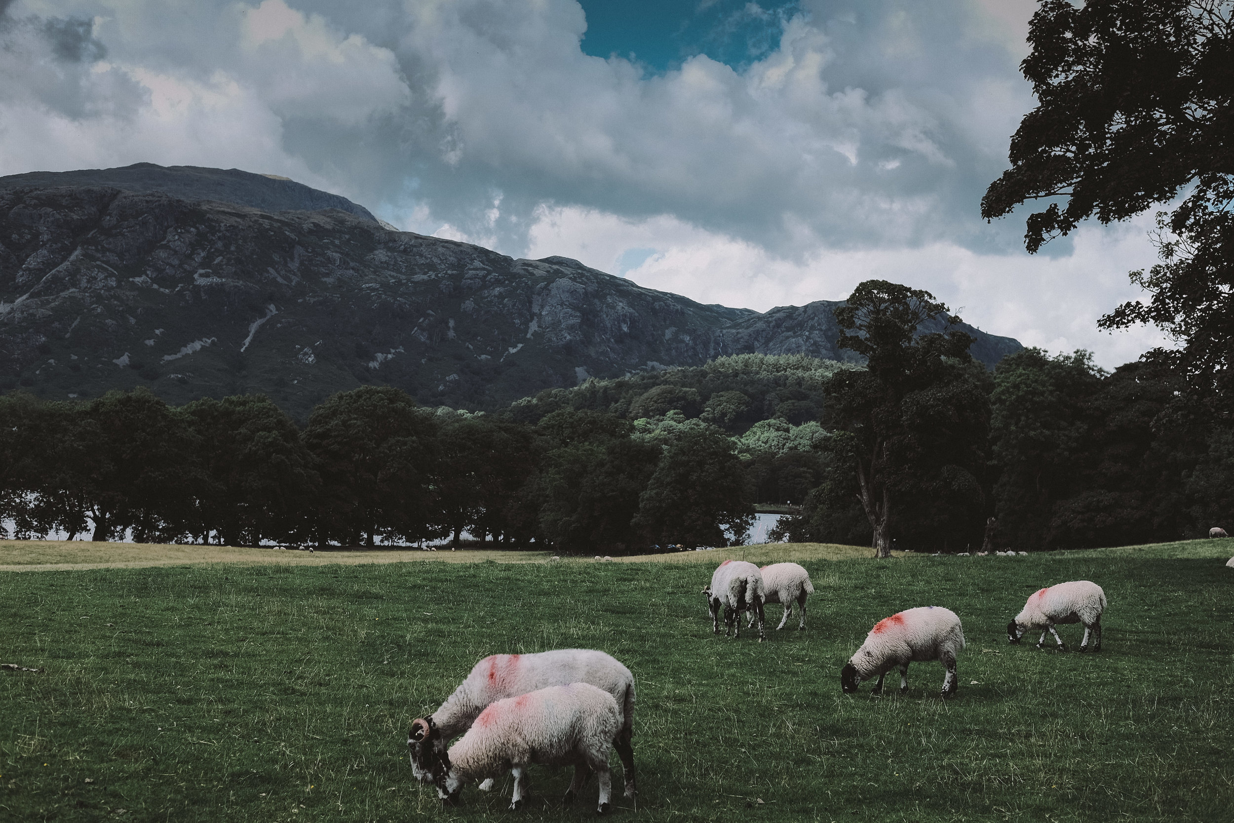 Sheep graze outside the marquee at Julia and Darren's Lake District wedding by Barry Forshaw