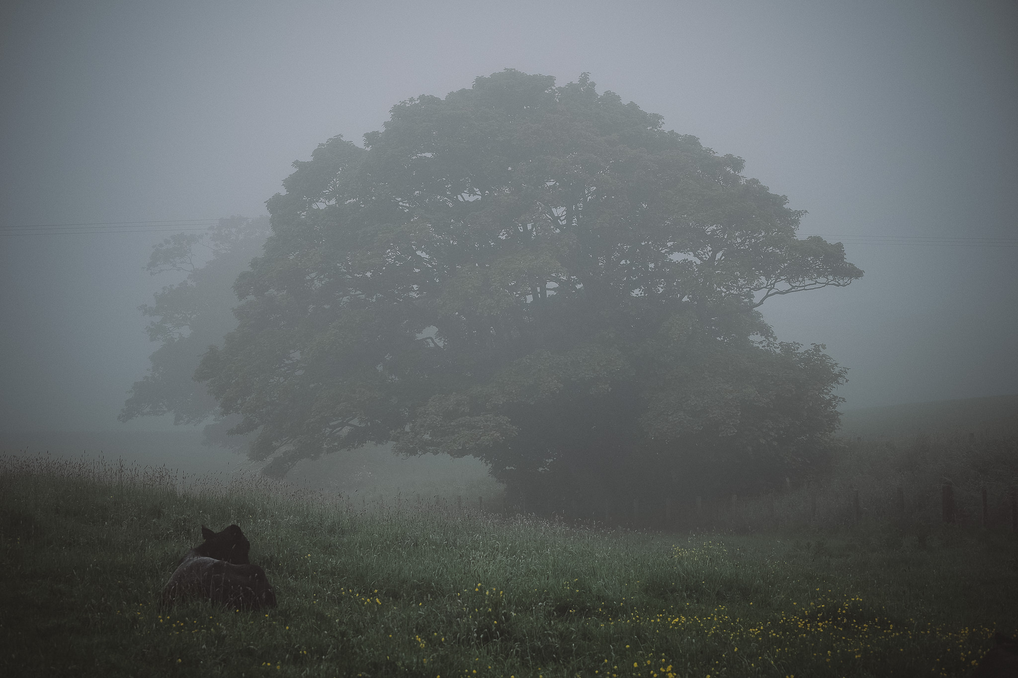 A foggy photo of a cow lying in a field with a large tree behind