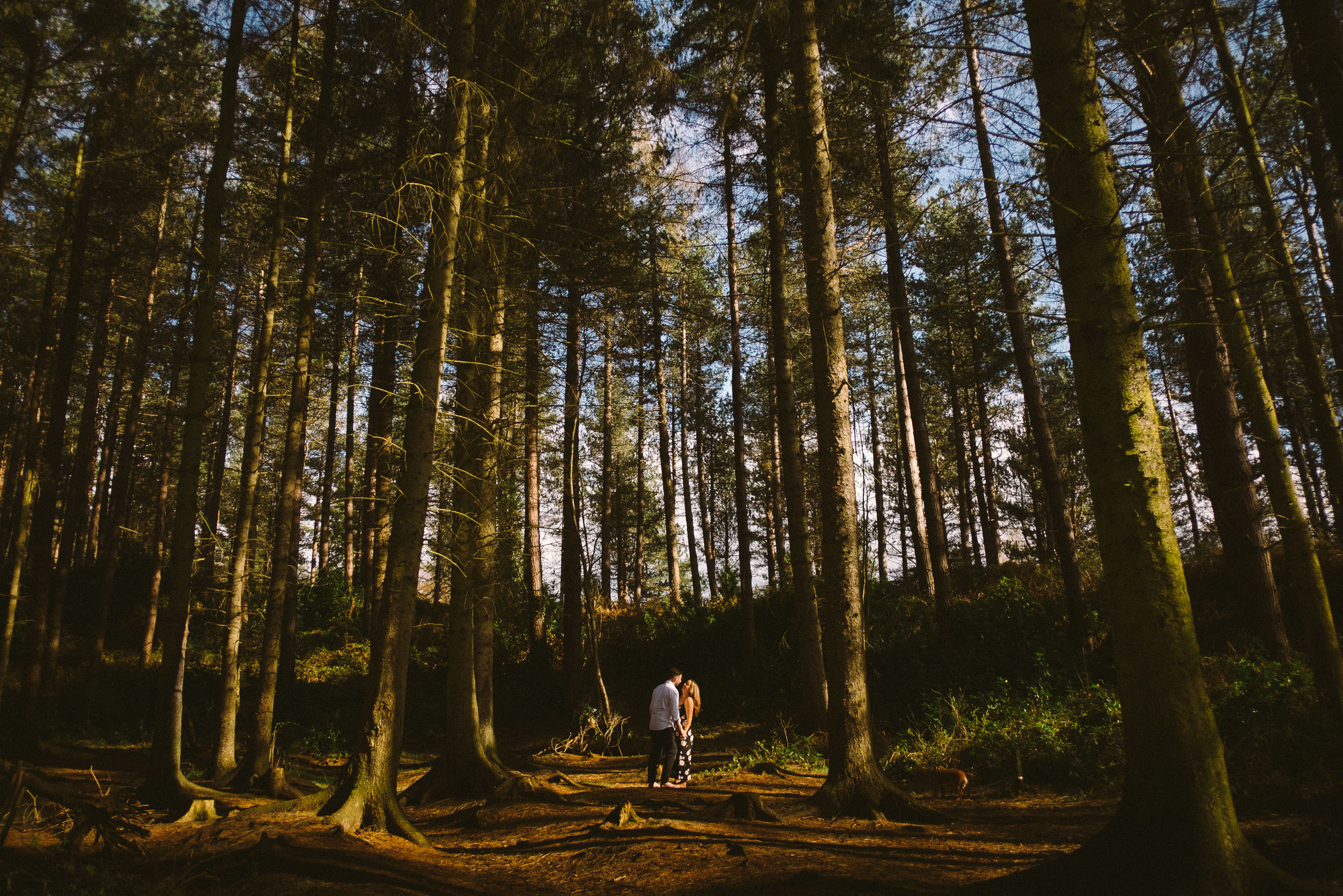 A wide shot of a couple holding hands with tall trees all around