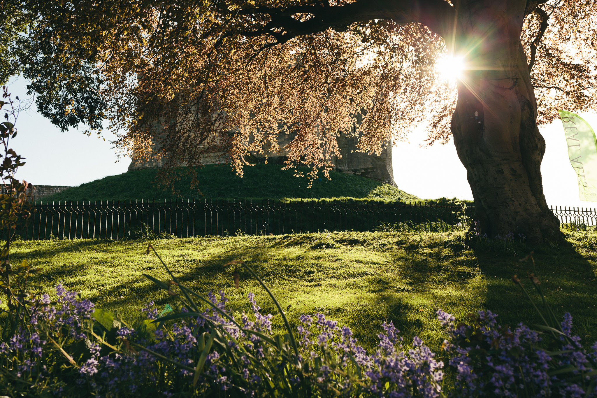 Sun shines through tree canopy with Warkworth castle in the background and purple flowers in the foreground
