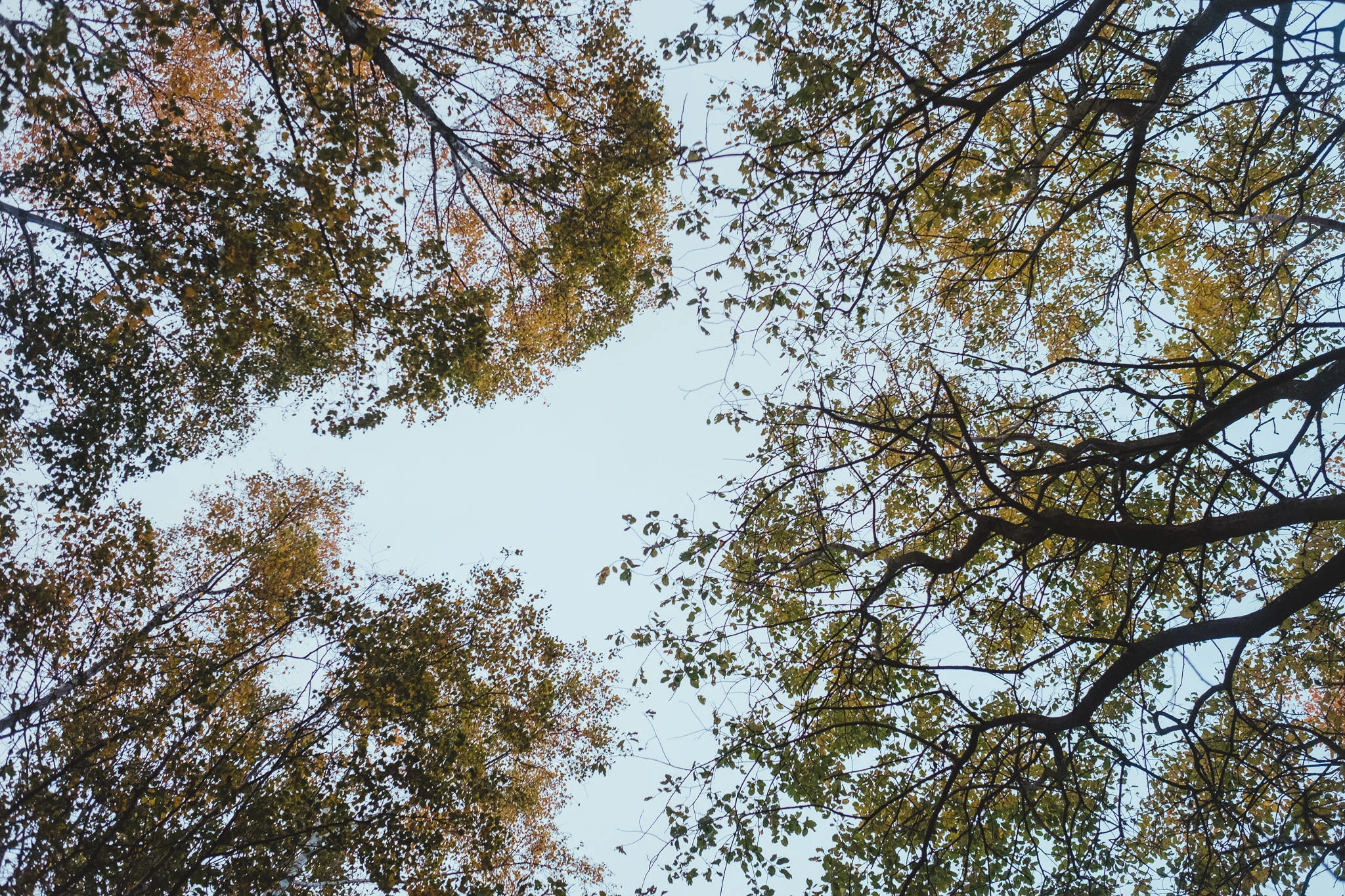 Looking up at the treetops at Havannah Nature reserve in Newcastle