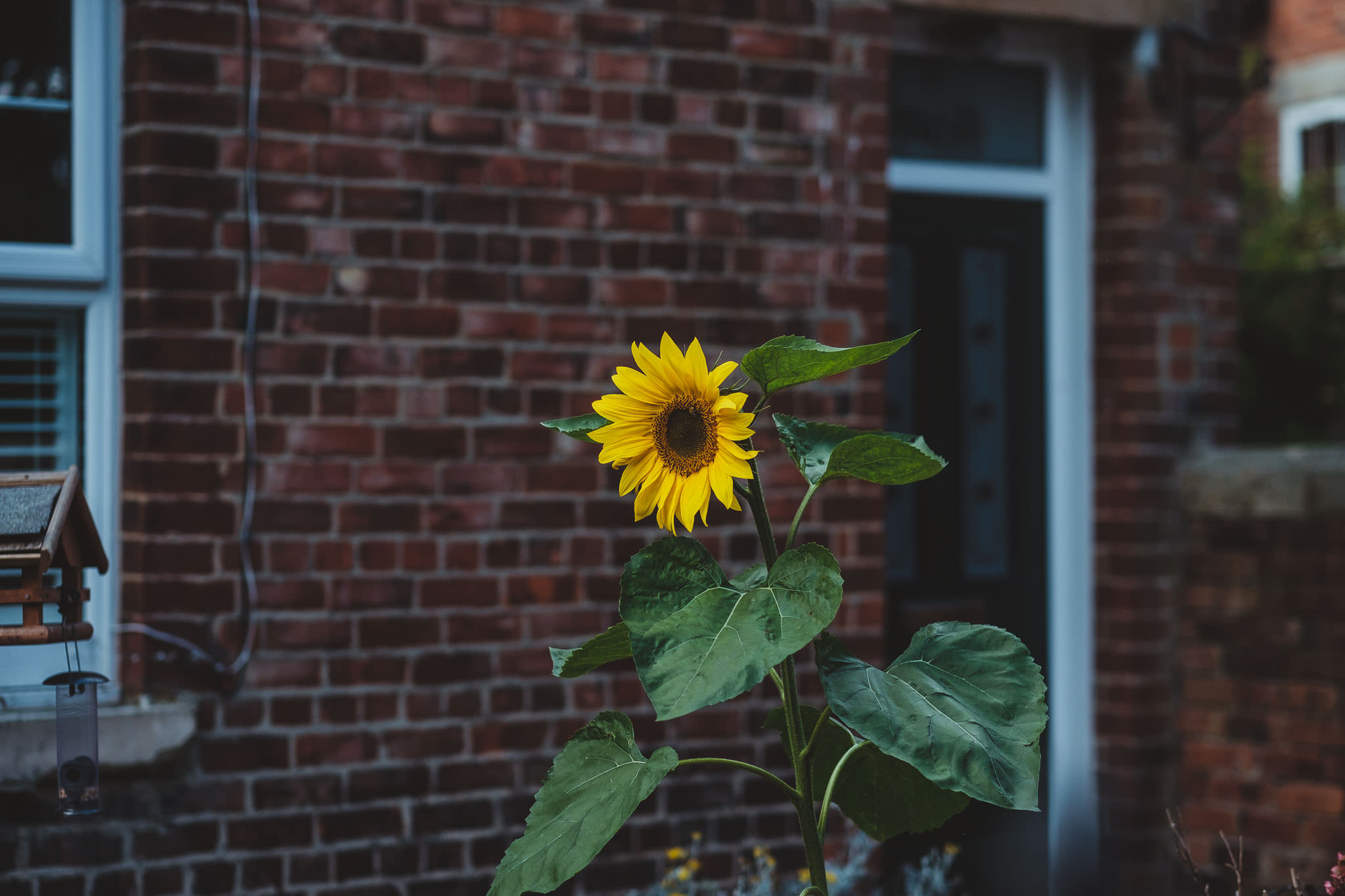 Sunflower growing outside the bride's house near Newcastle