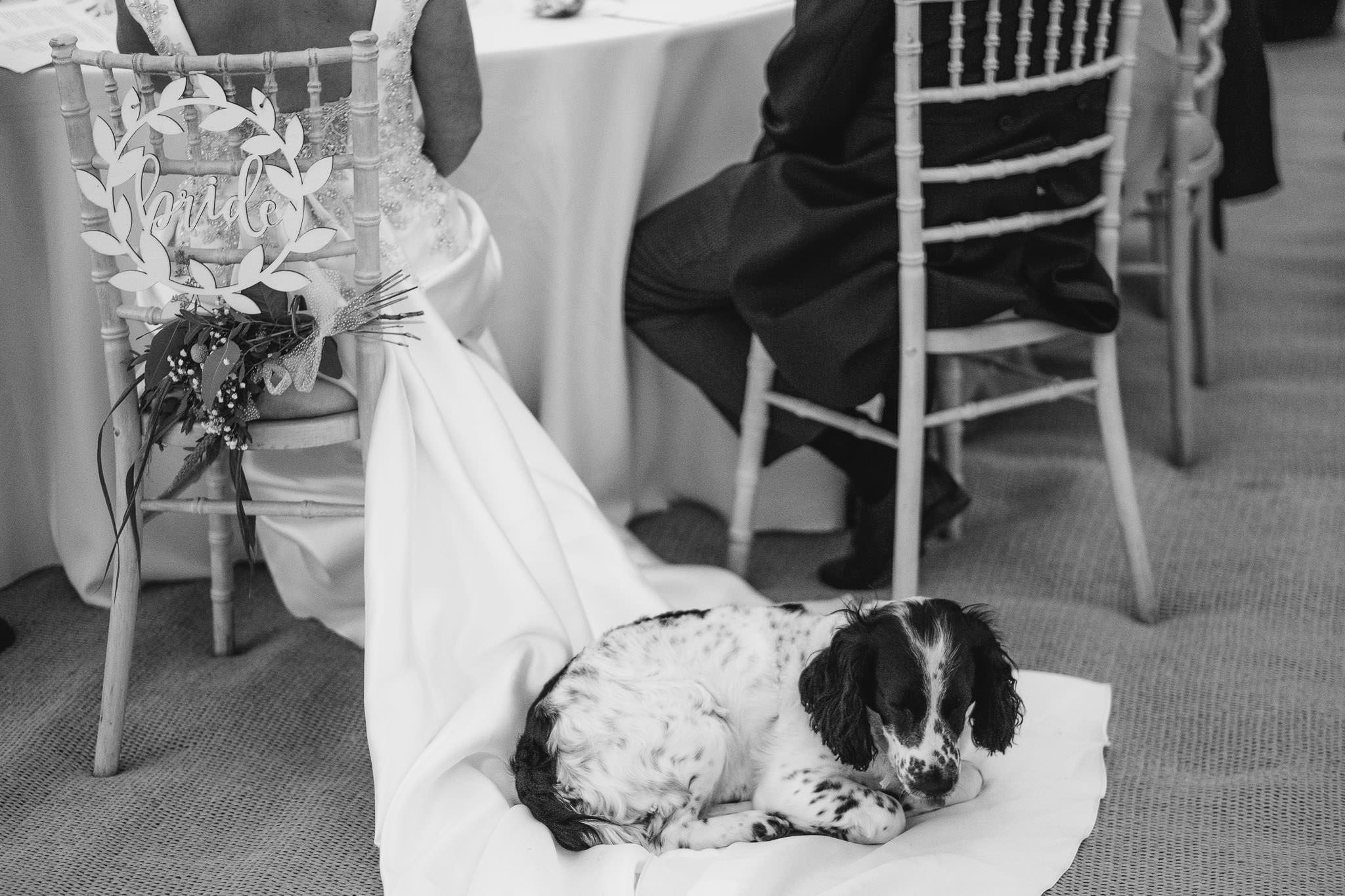 A black and white photo of the bride's dog sitting on her wedding dress