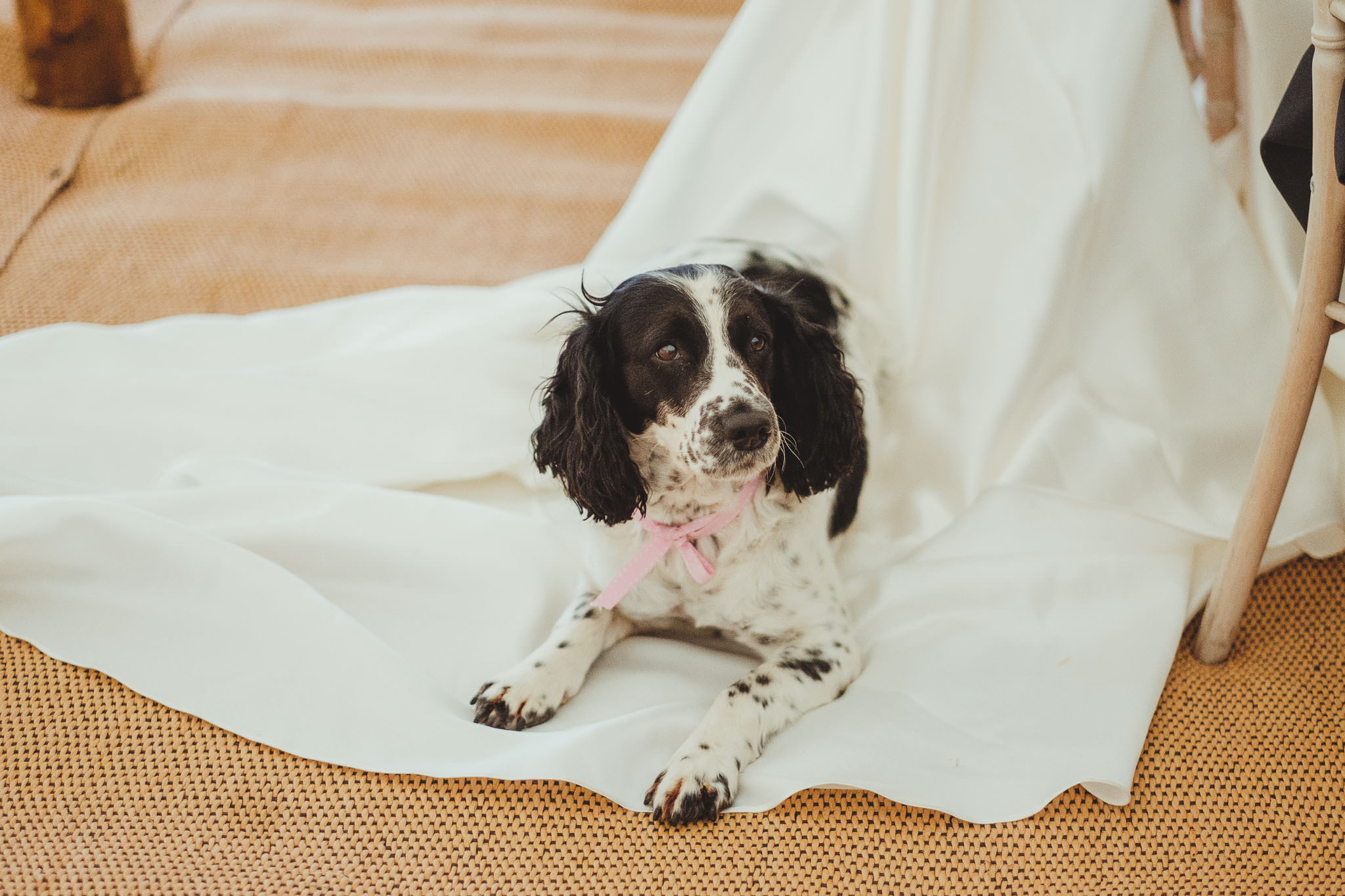 The bride's dog sitting on her wedding dress during the wedding speeches