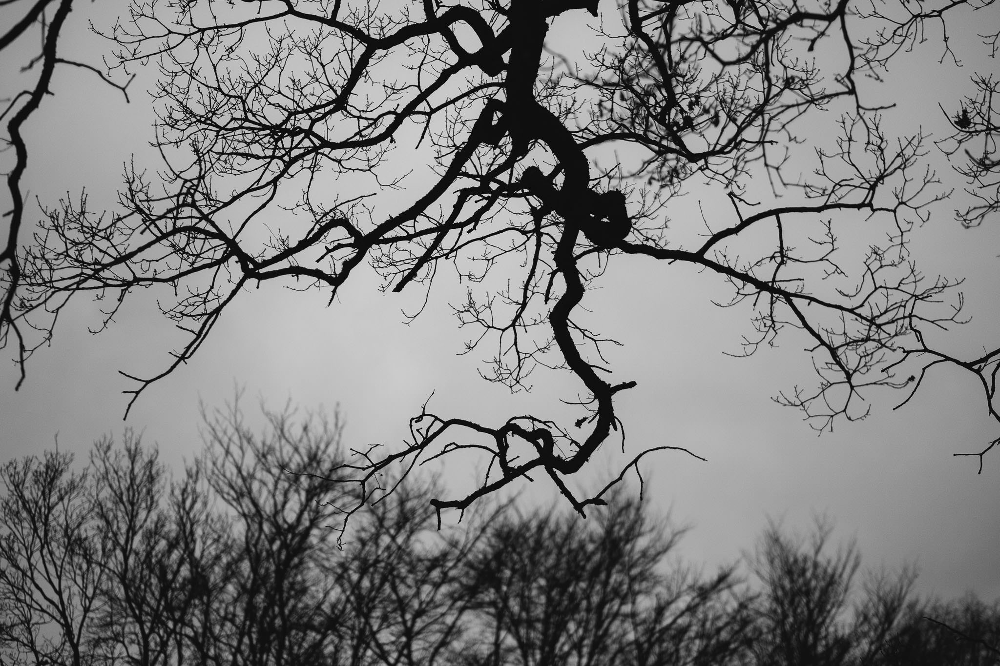 Black and white photo of the bare tree branches against the sky