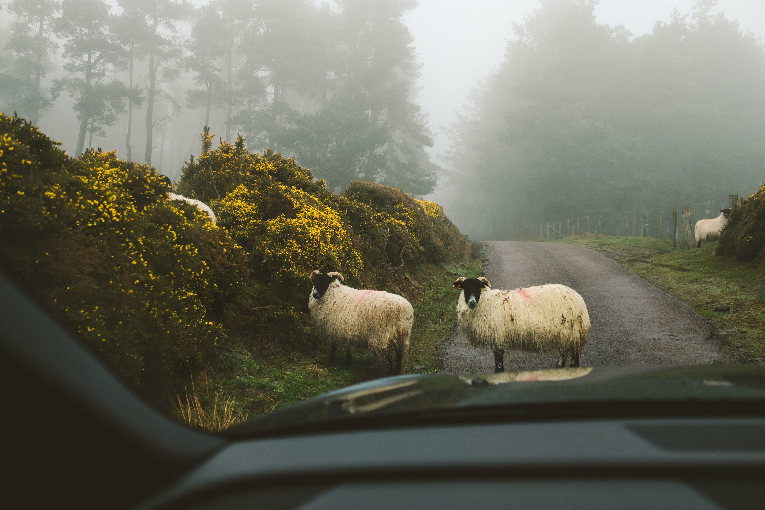 Scouting Simonside Hills by Barry forshaw-0001.jpg