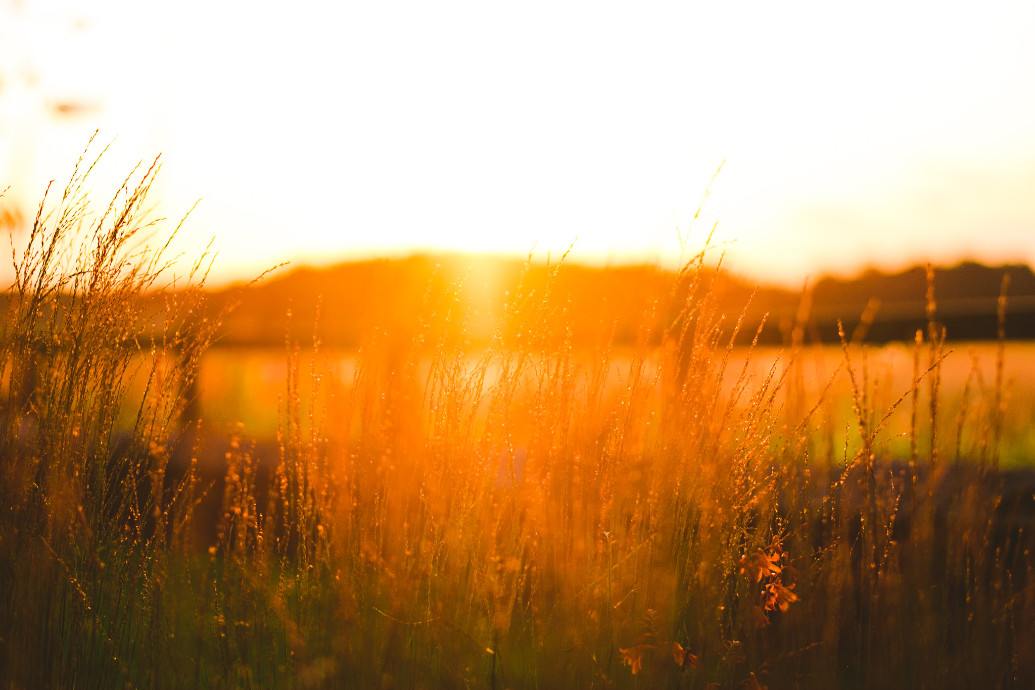 Tall grass at sunset at Newton Hall
