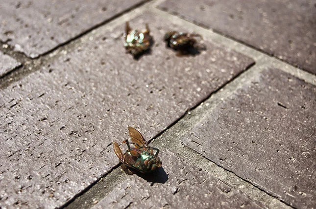 Shallow - Flies.jpg