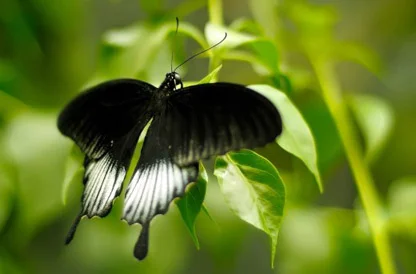 black-butterfly-640x400.jpg