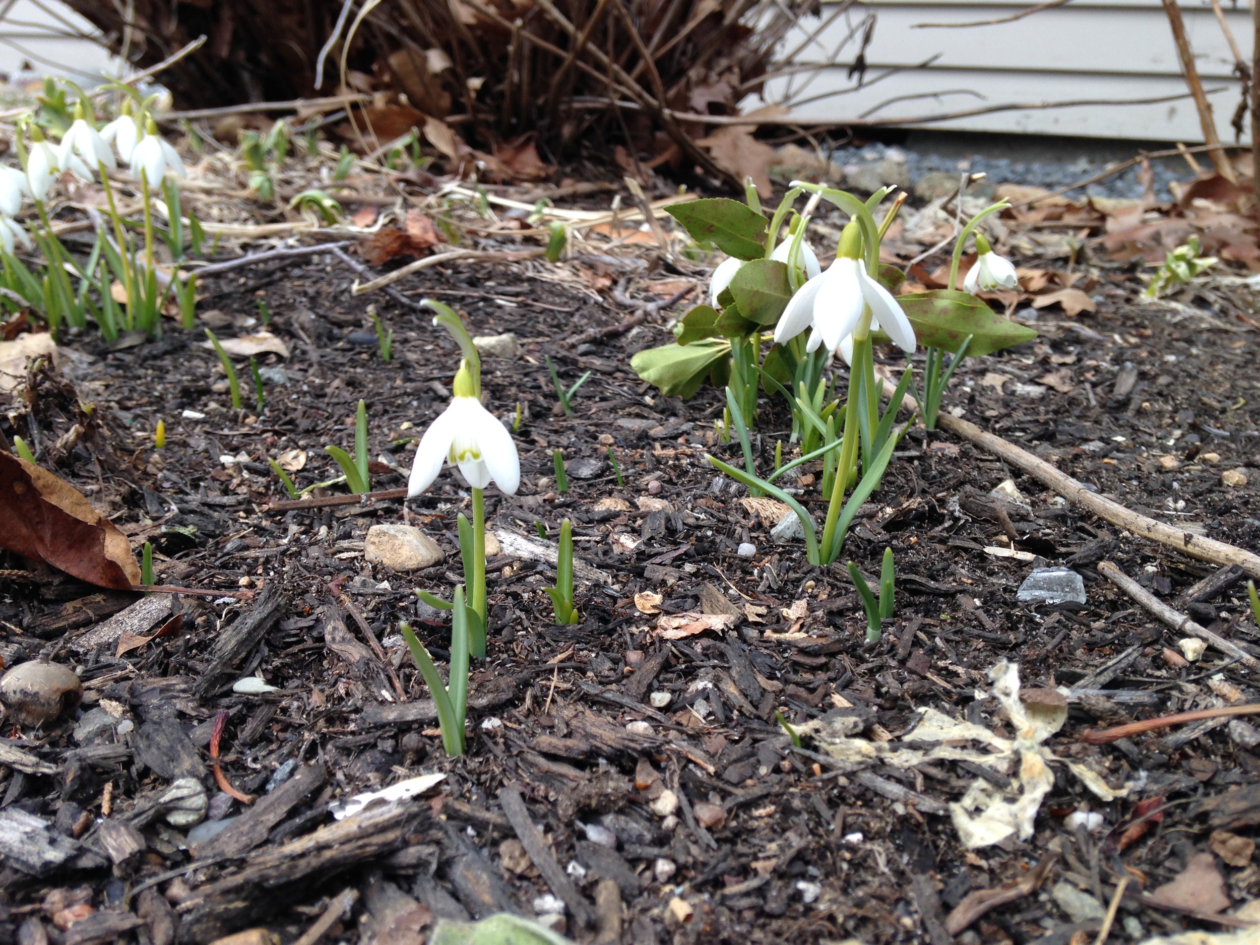 Snowdrops out at last. Earlier this season there was 6 feet of snow covering this particular garden bed.