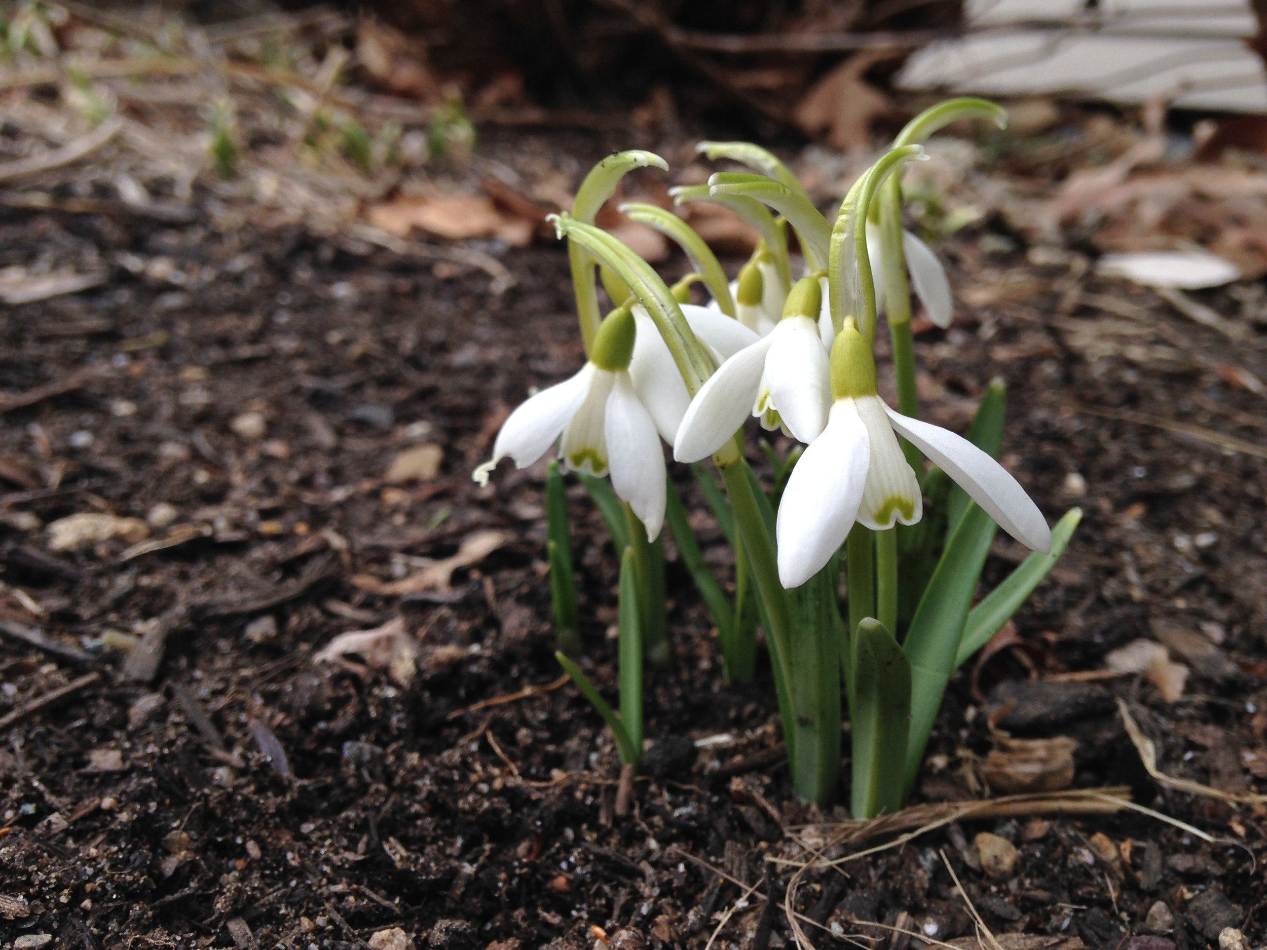 Common snowdrop bringing some life back to the garden. 