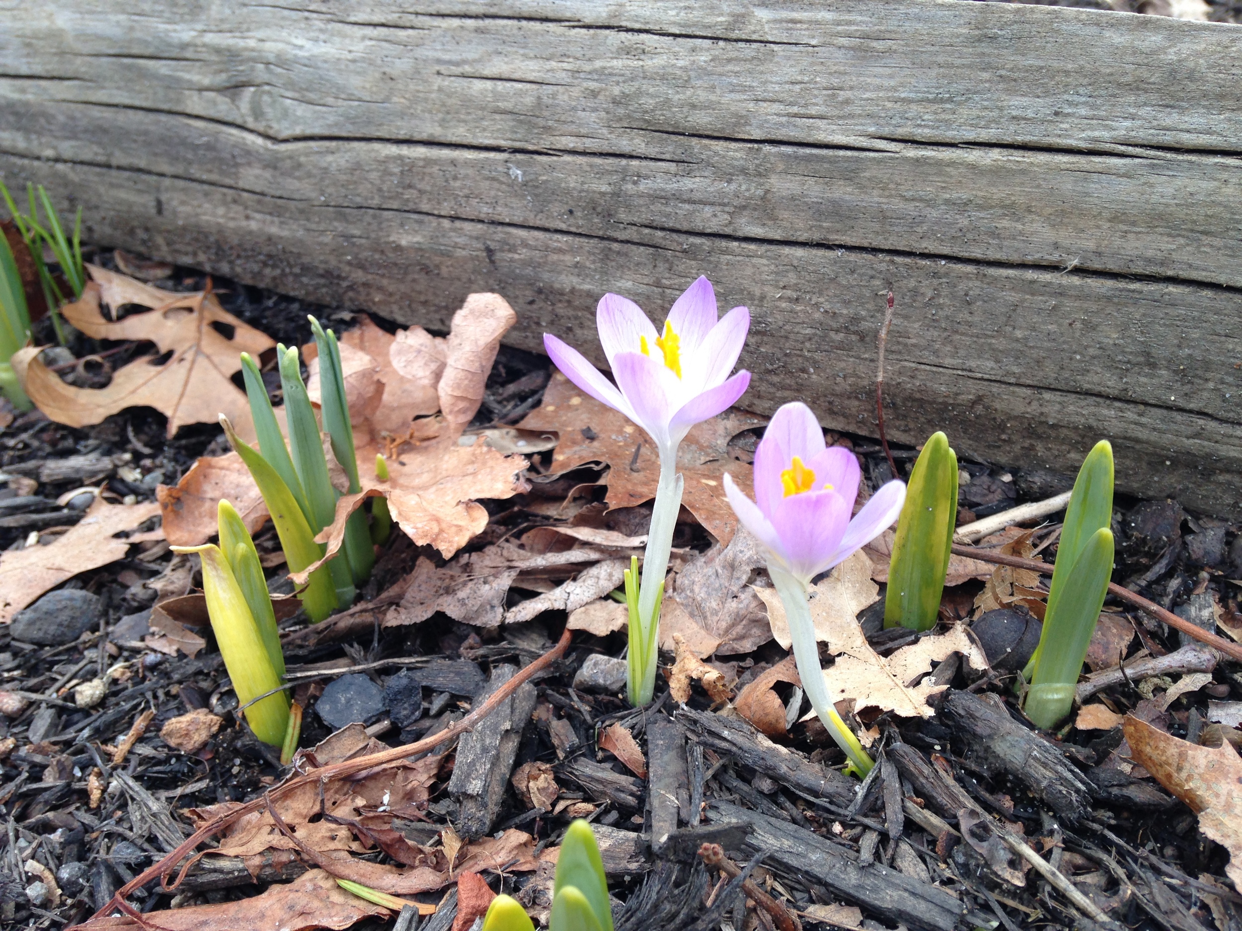 Spring crocus greeting the sun.