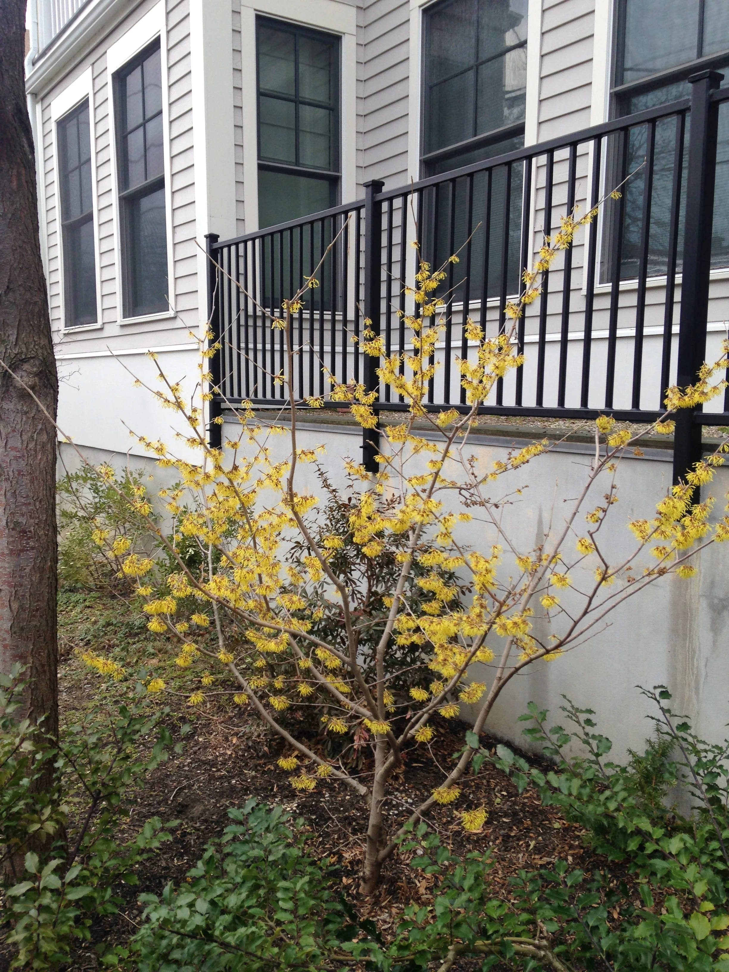 Hybrid witch hazel ( Hamamelis x intermedia ) in full bloom in Somerville, MA this week.