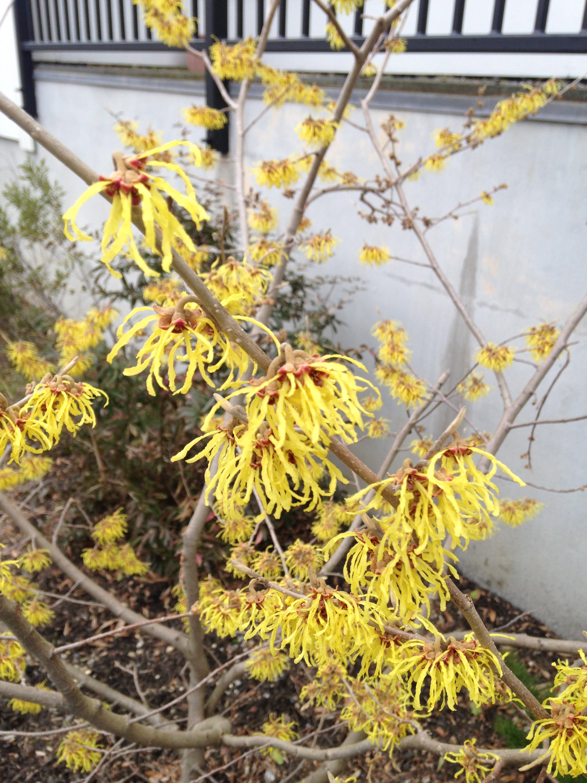 Close-up of hybrid witch hazel in bloom.