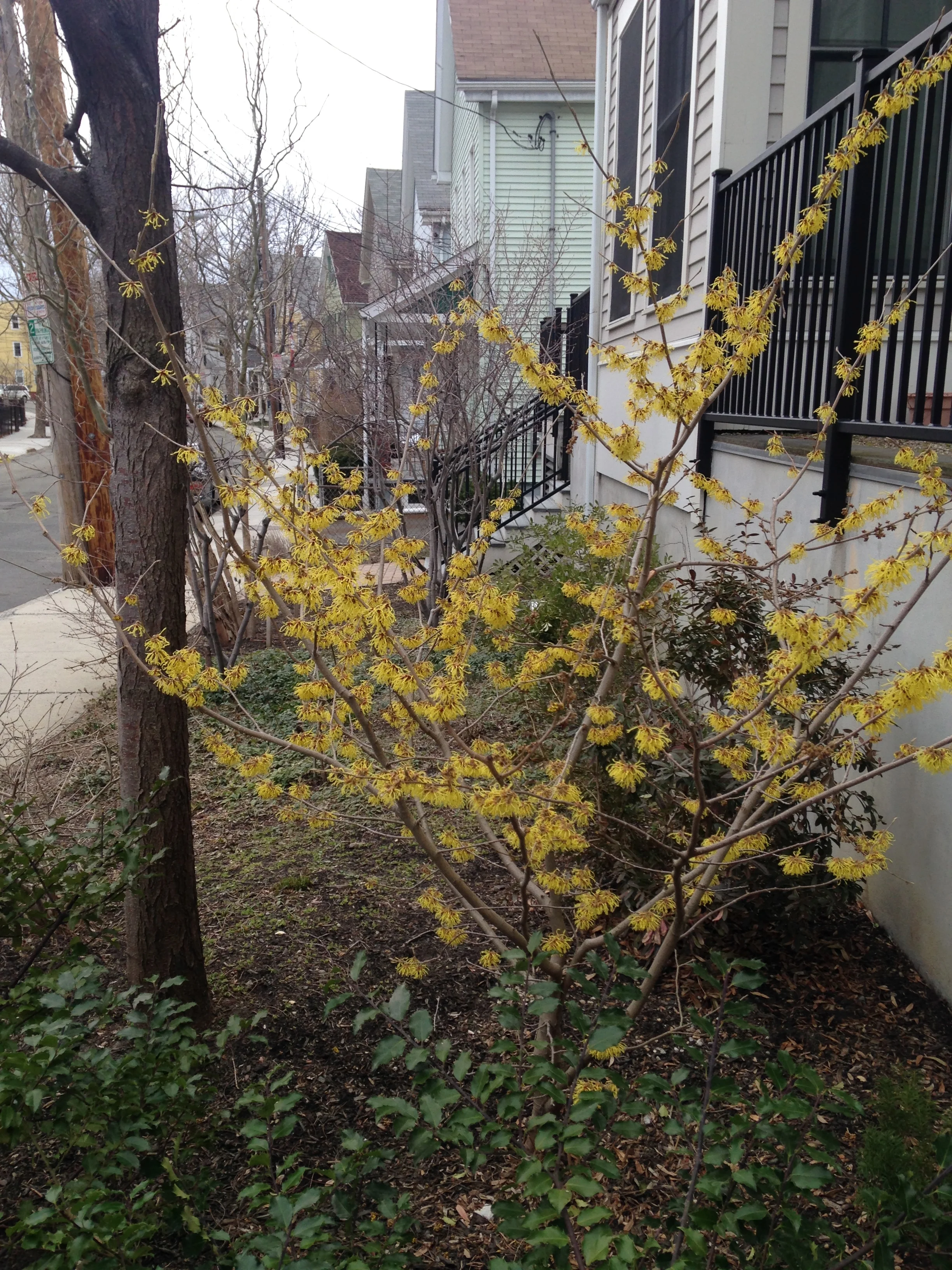 Hybrid witch hazel provides striking late-Winter/early-Spring color to an otherwise drab landscape.
