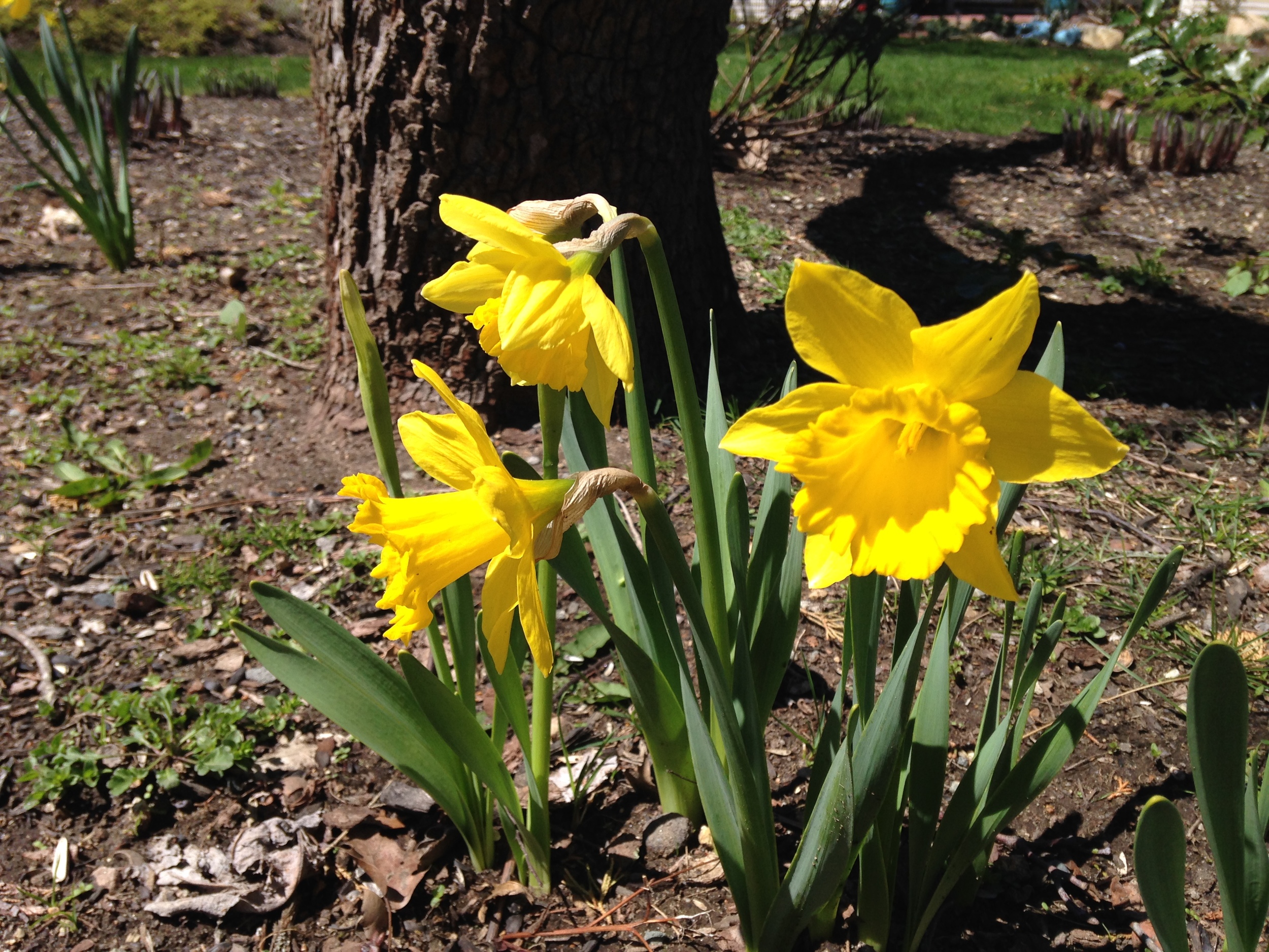  Daffodils 