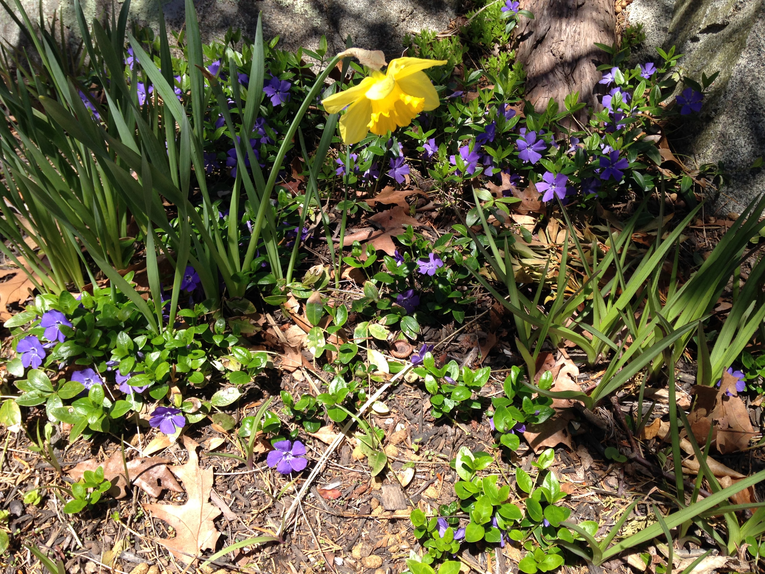  Vinca and daffodil 