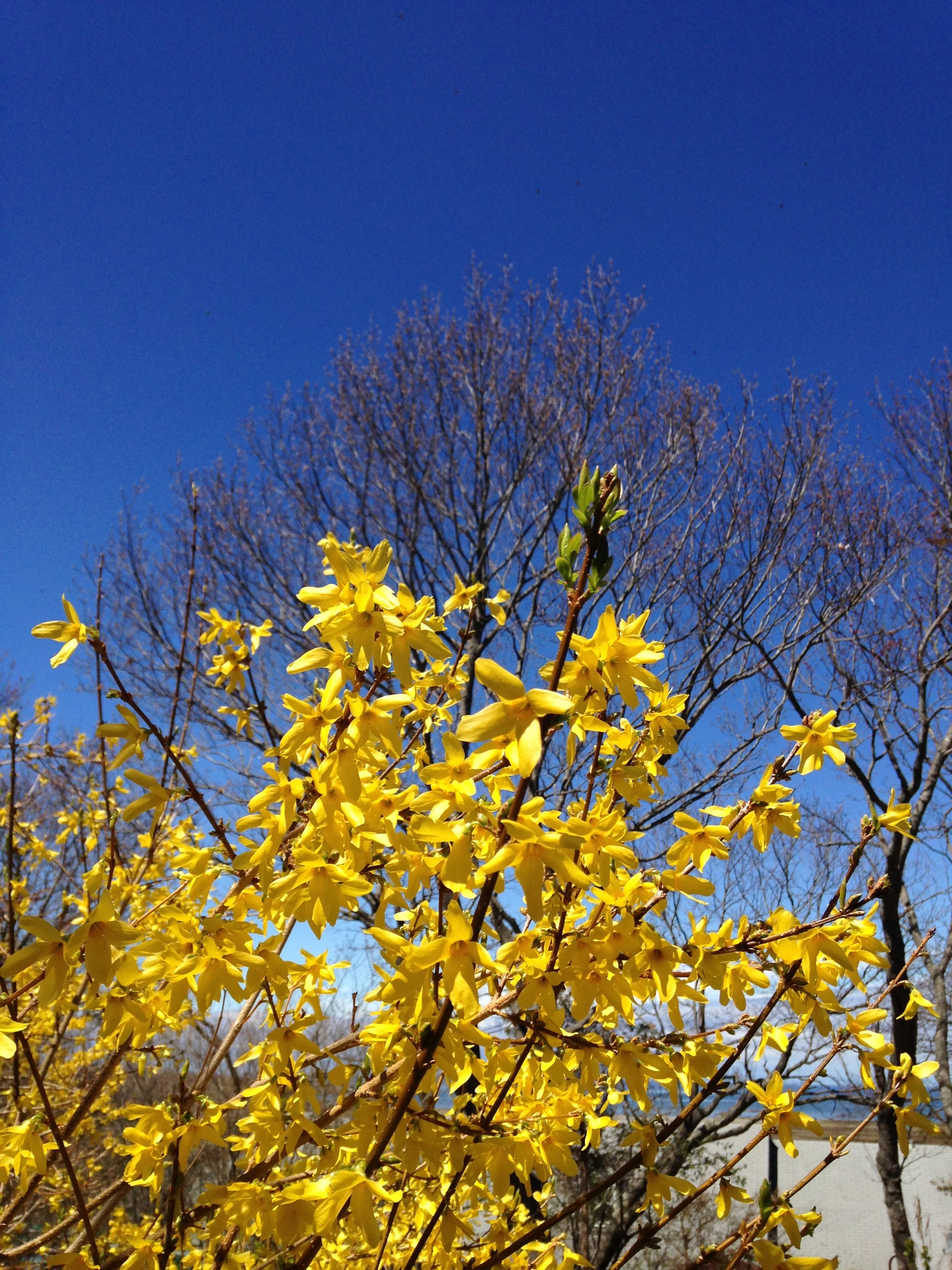 Forsythia